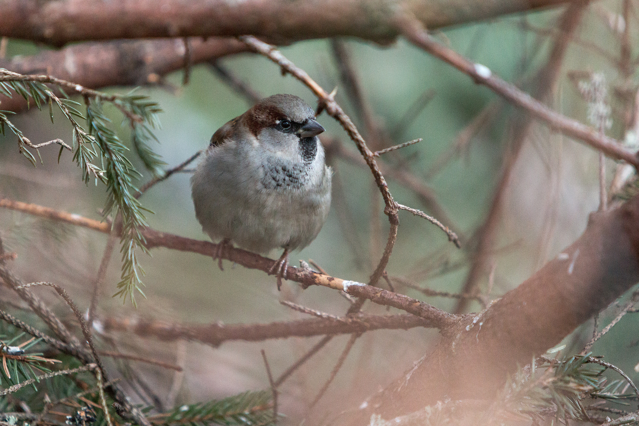 Canon EF 70-200mm F2.8L IS USM sample photo. Bird photography