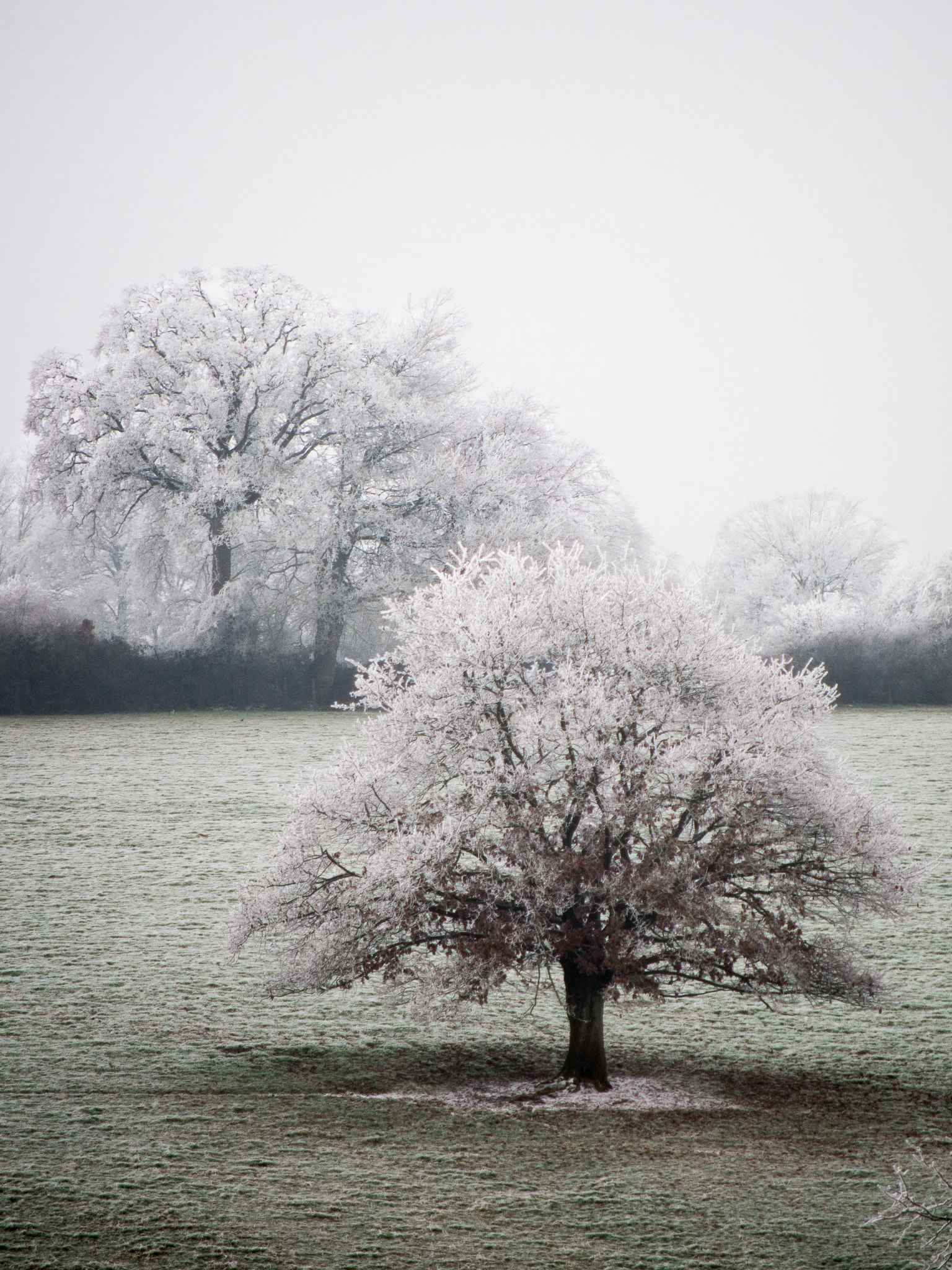 Pentax K-50 sample photo. Tree photography