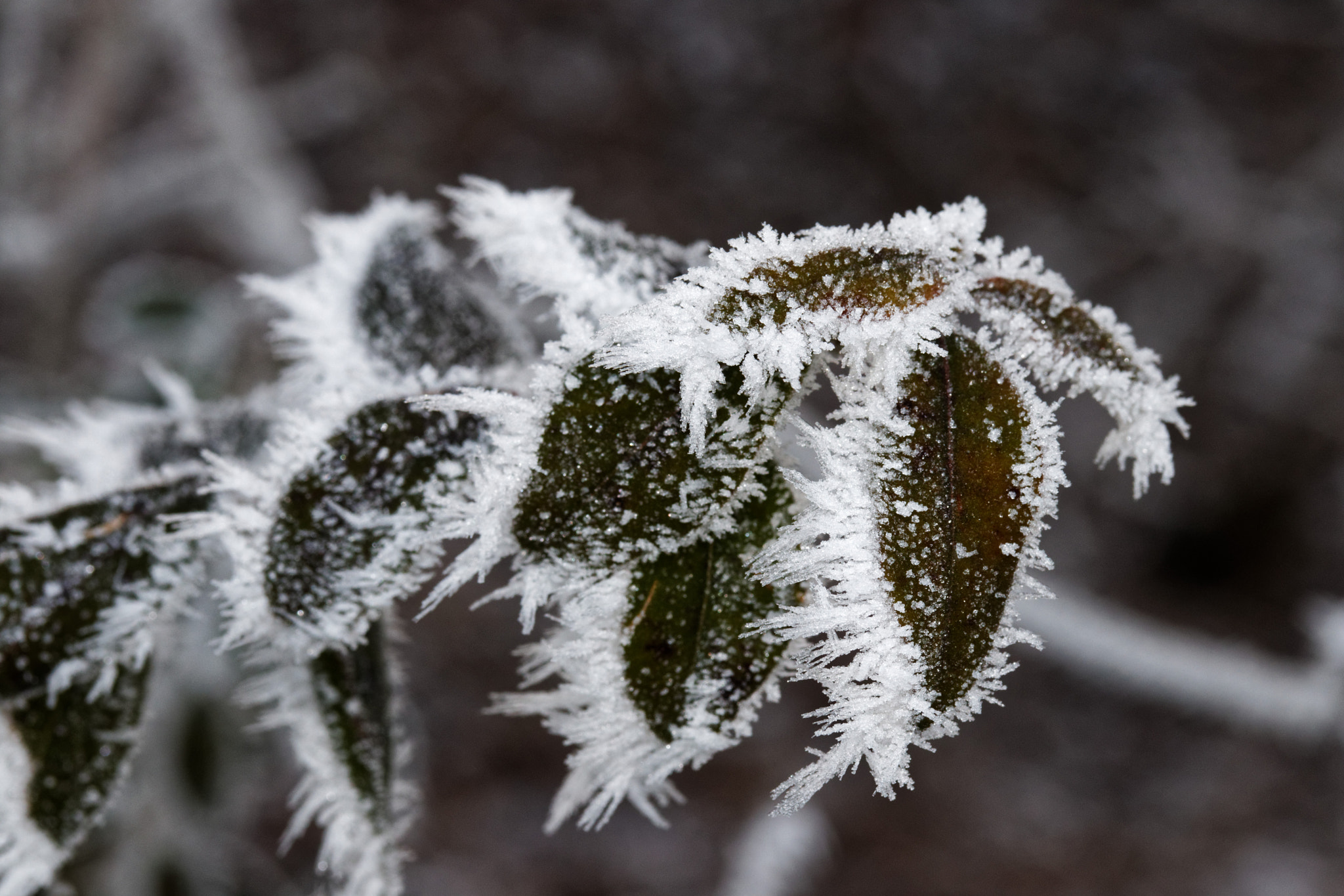 Canon EF-S 60mm F2.8 Macro USM sample photo. Icy leaves photography