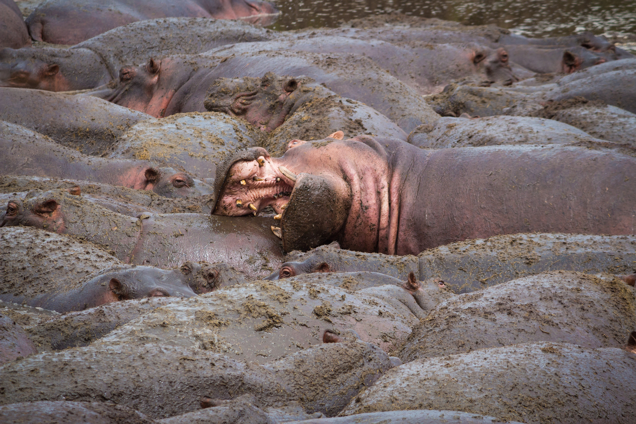 Canon EF-S 55-250mm F4-5.6 IS sample photo. Hippos in the mud photography