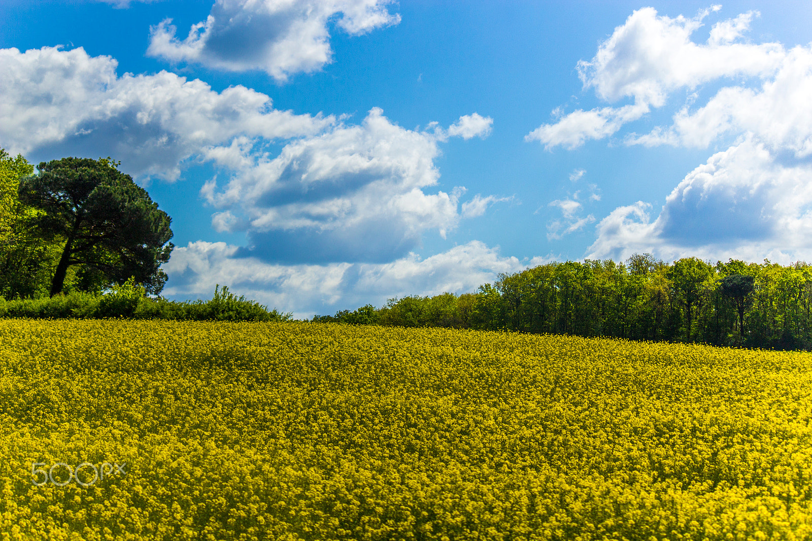 Canon EF-S 55-250mm F4-5.6 IS sample photo. Colza field photography