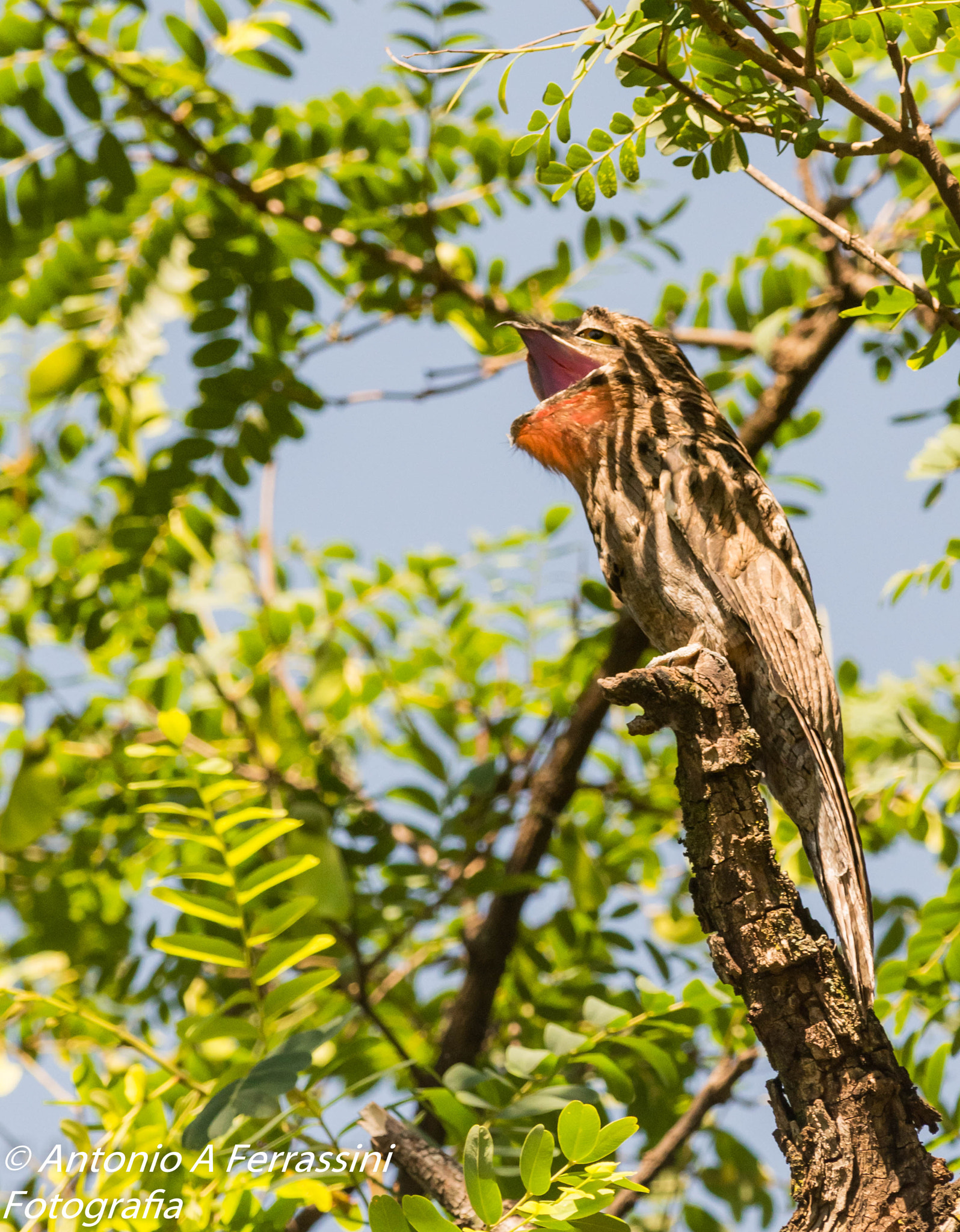 Nikon D610 + Nikon AF-S Nikkor 300mm F4D ED-IF sample photo. Urutau photography