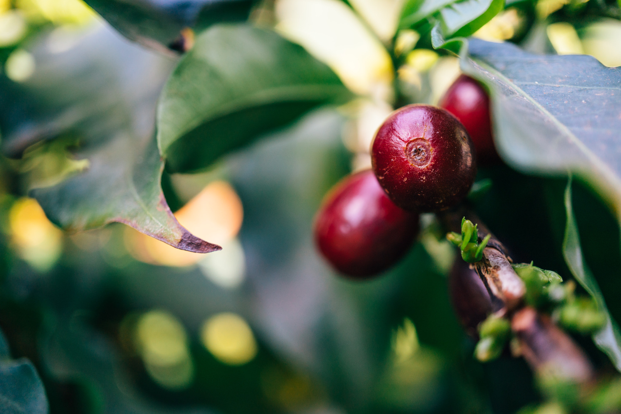 Sony a6300 sample photo. Red bourbon coffee cherry photography