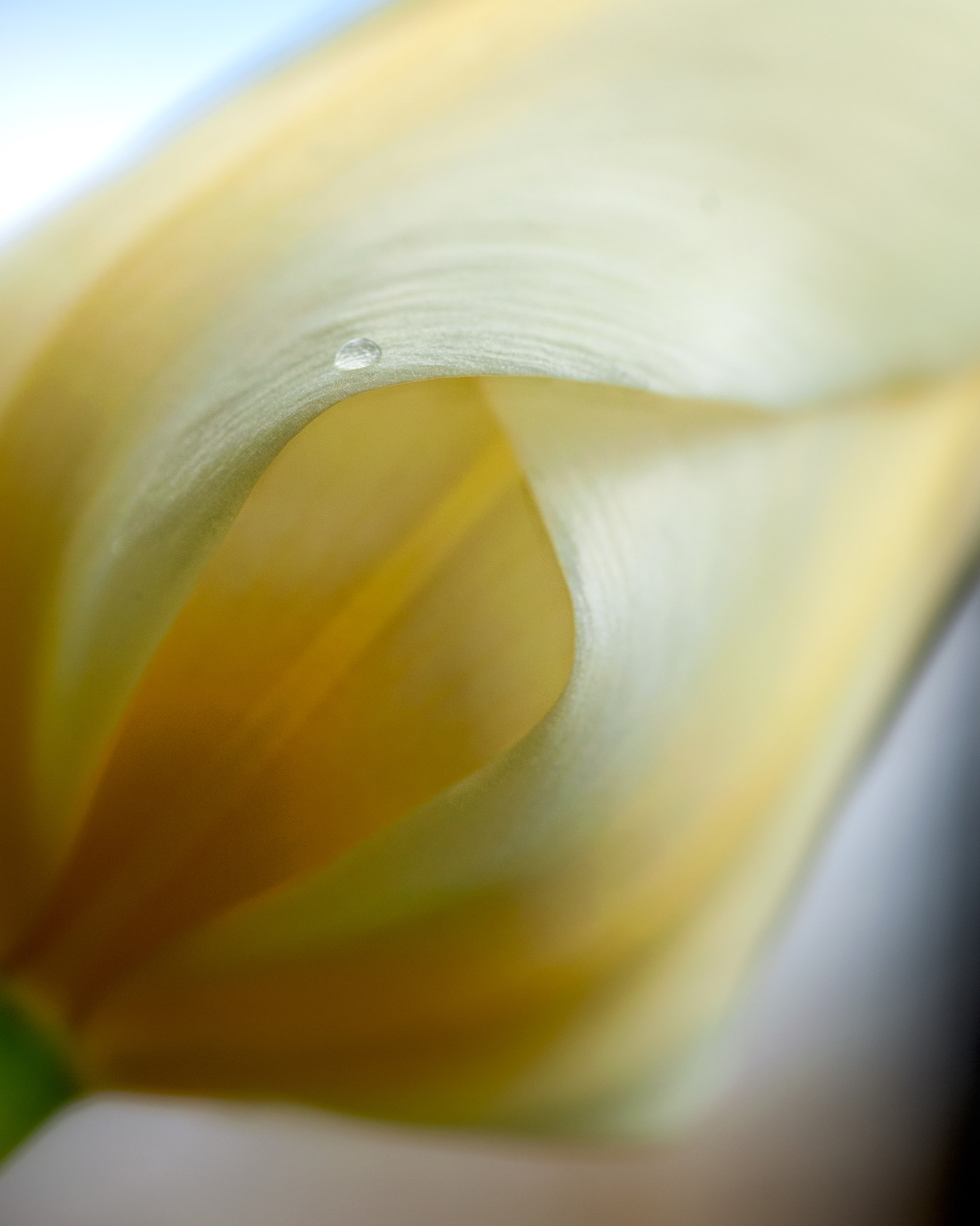 Nikon D300 sample photo. Tulip 3 photography