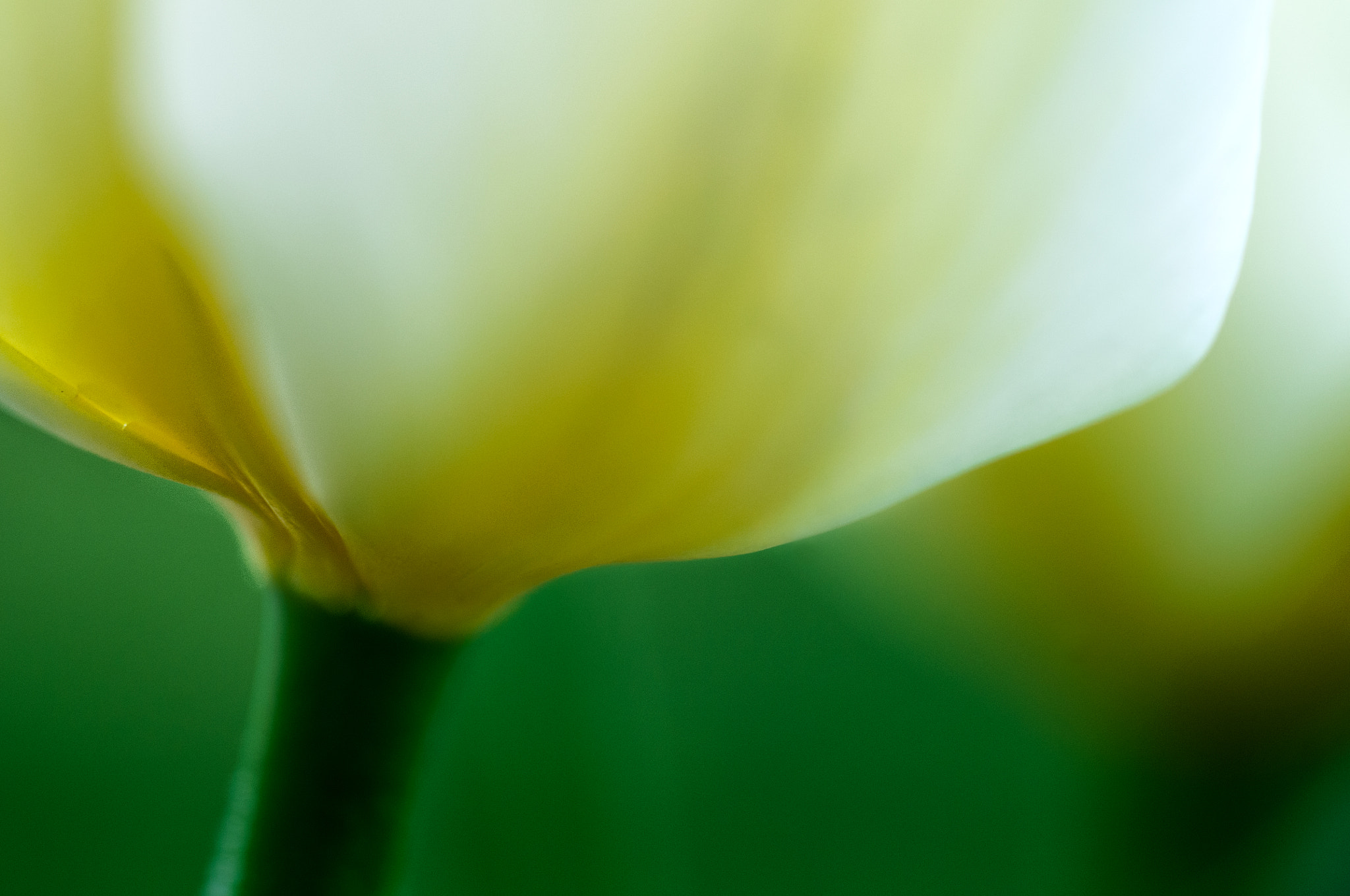 Nikon D300 sample photo. Tulip 4 photography