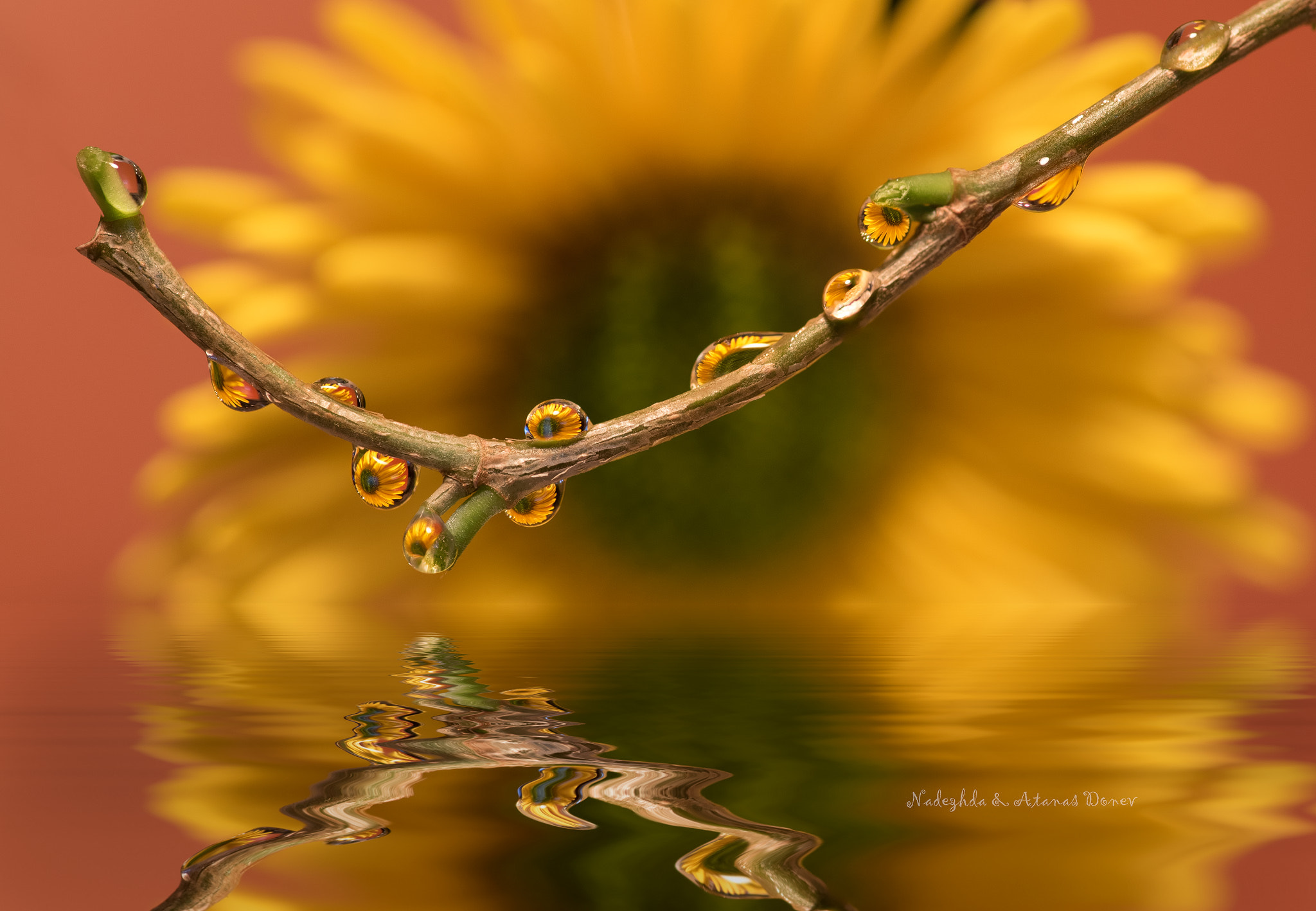 Tokina AT-X Pro 100mm F2.8 Macro sample photo. Untitledfb photography