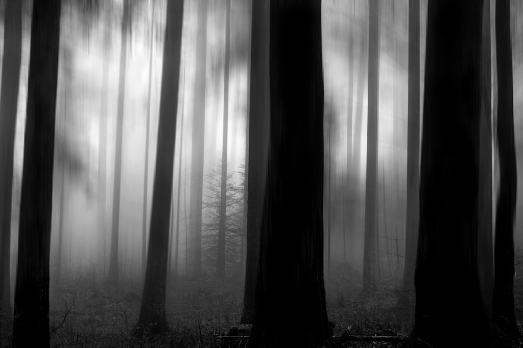Dans la brume