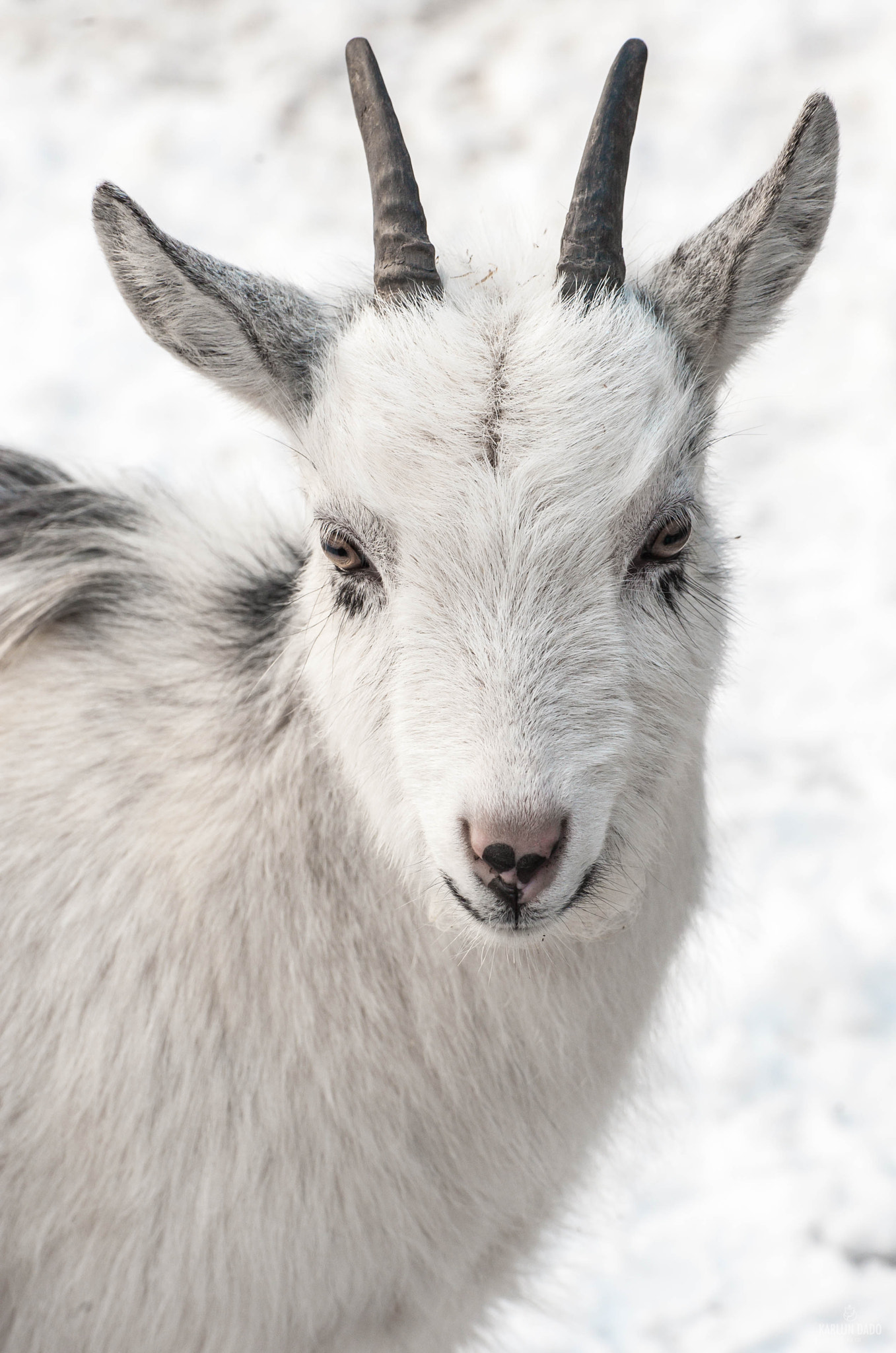 Nikon D700 + Tamron SP 70-300mm F4-5.6 Di VC USD sample photo. White goat in the white snow. photography
