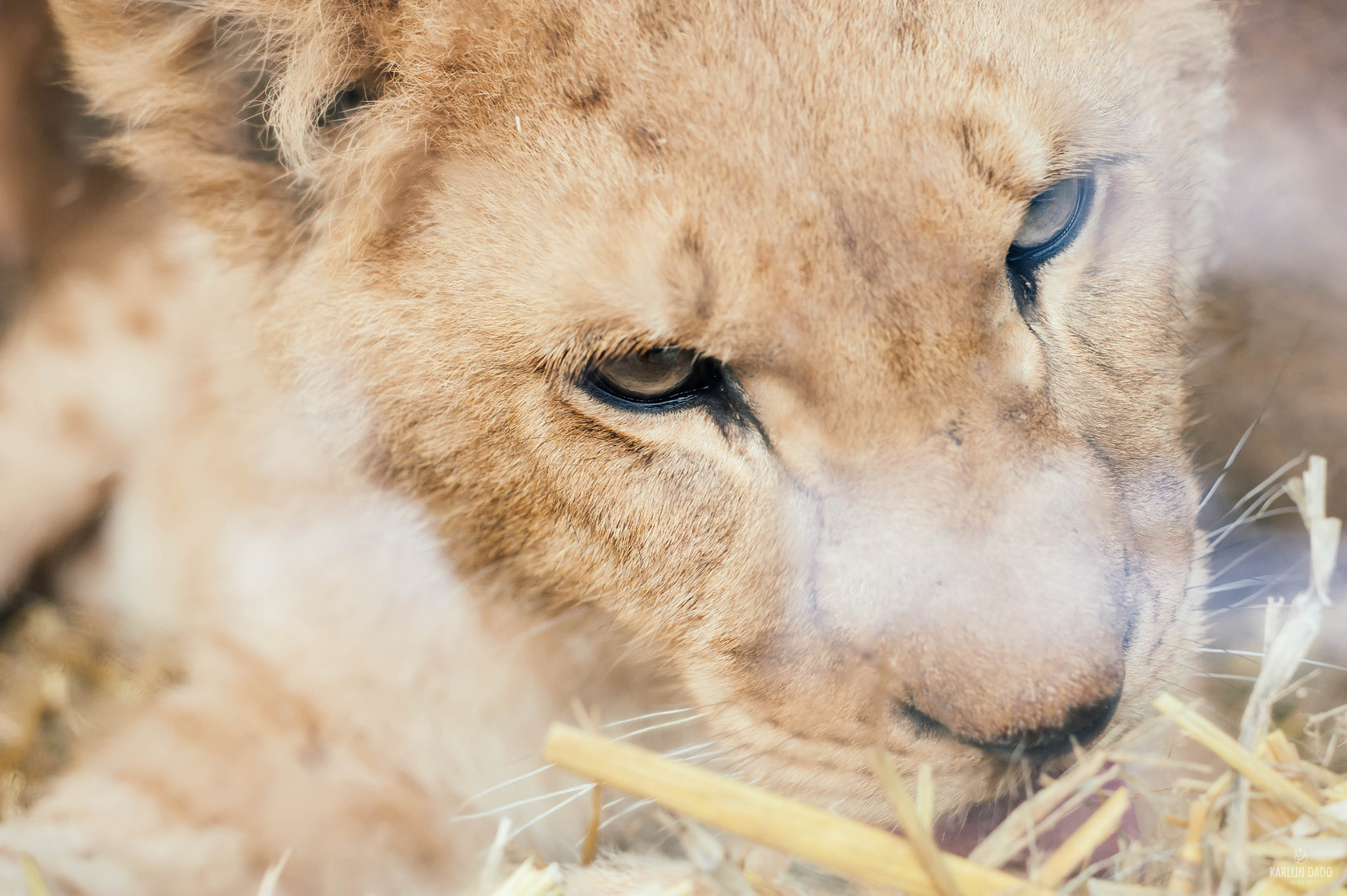 Nikon D700 + AF Nikkor 50mm f/1.8 sample photo. Lion cub. photography