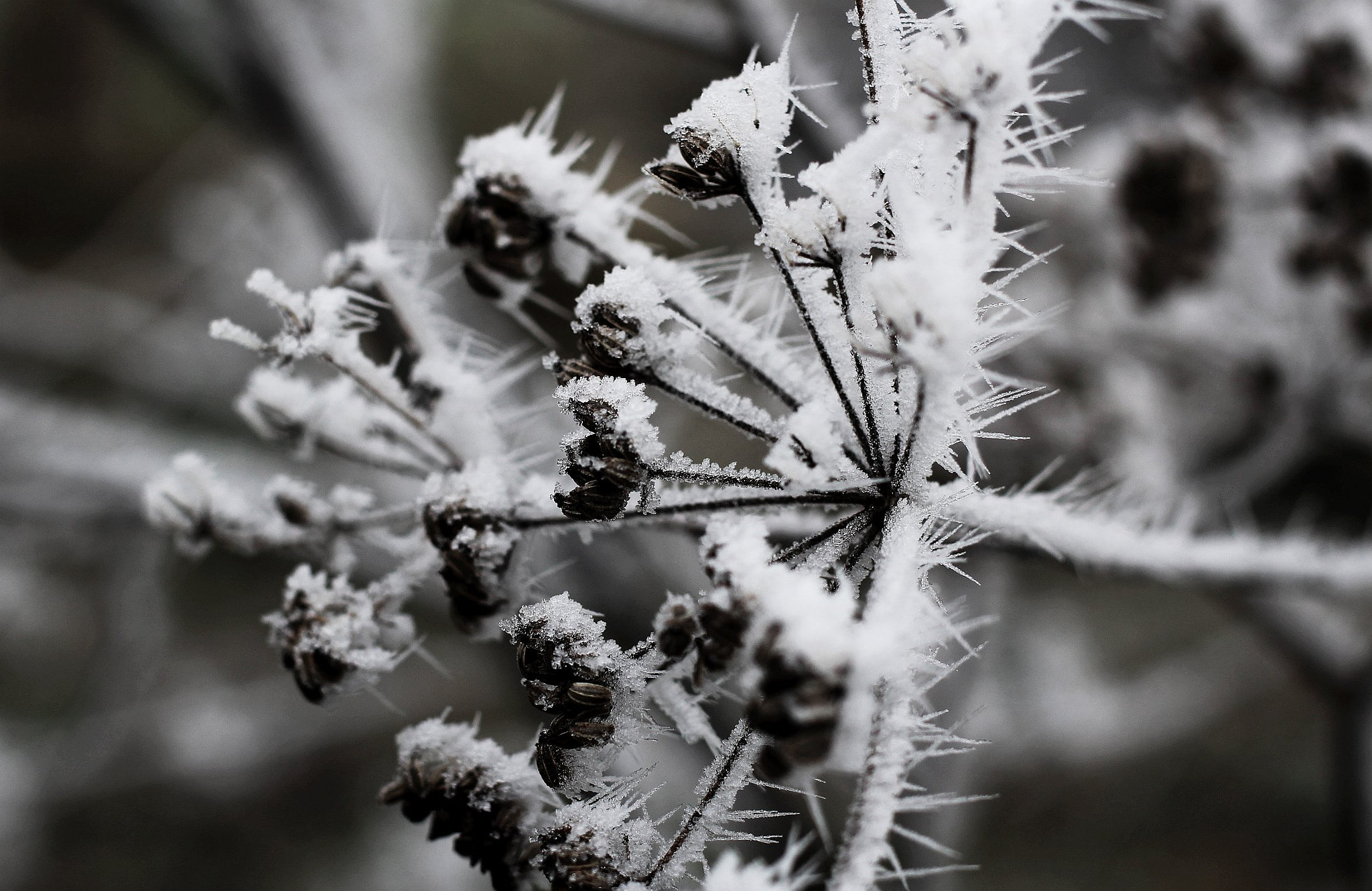Canon EOS 100D (EOS Rebel SL1 / EOS Kiss X7) + Canon EF 40mm F2.8 STM sample photo. Glace photography