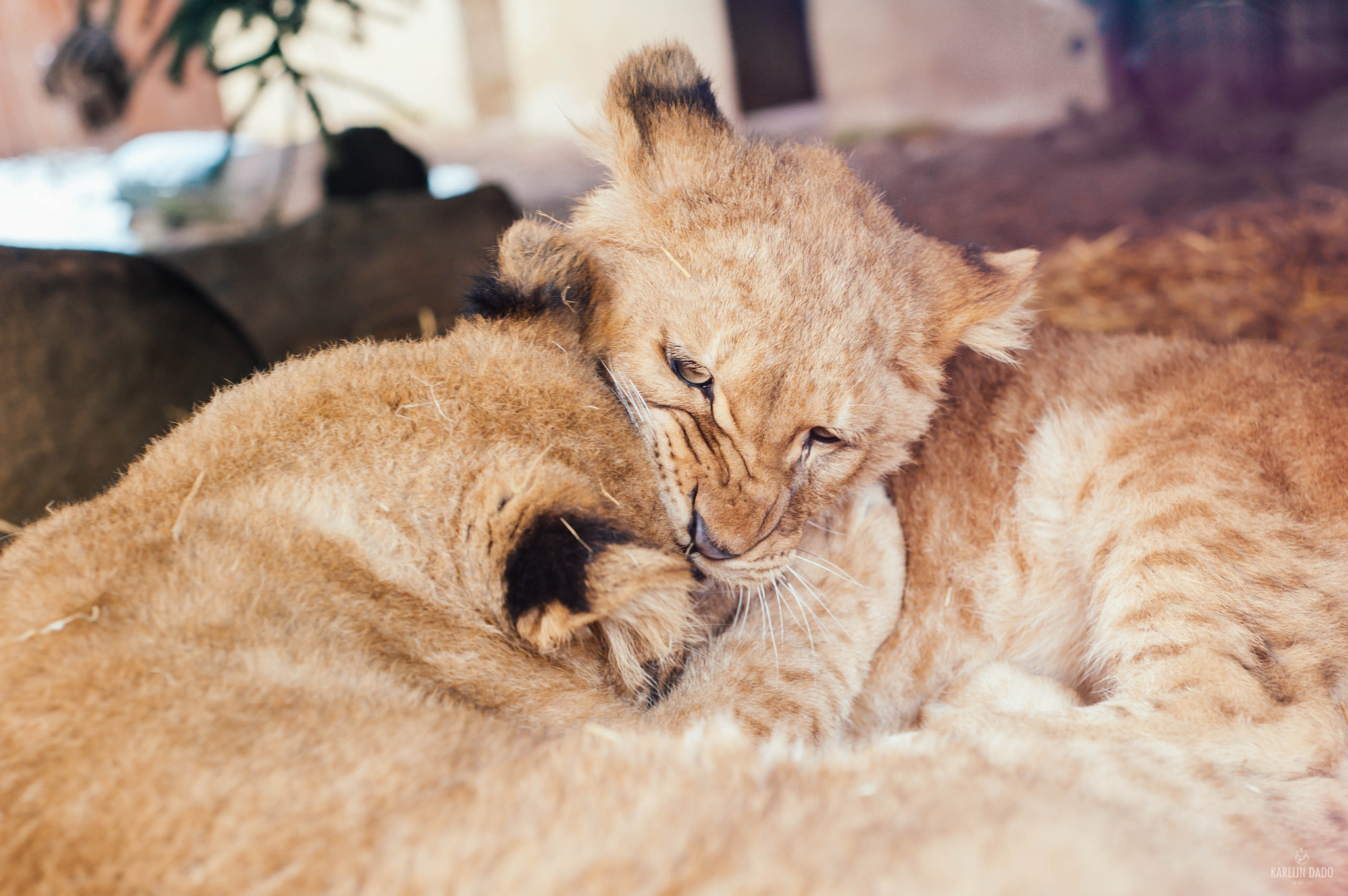 Nikon D700 sample photo. Two sisters playing. photography