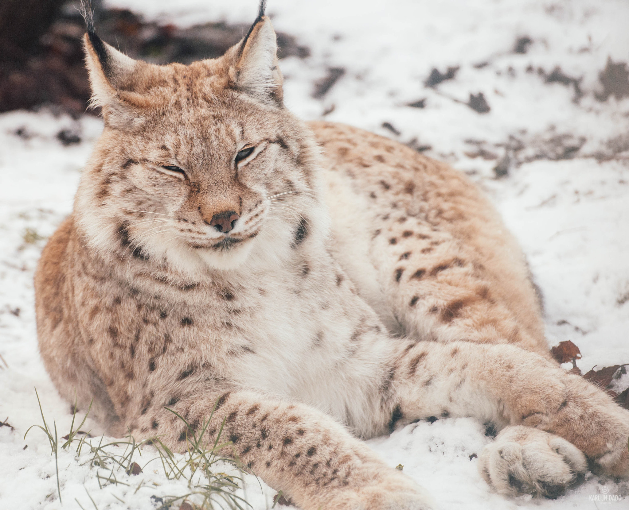 Nikon D700 + Tamron SP 70-300mm F4-5.6 Di VC USD sample photo. Lynx in the snow. photography