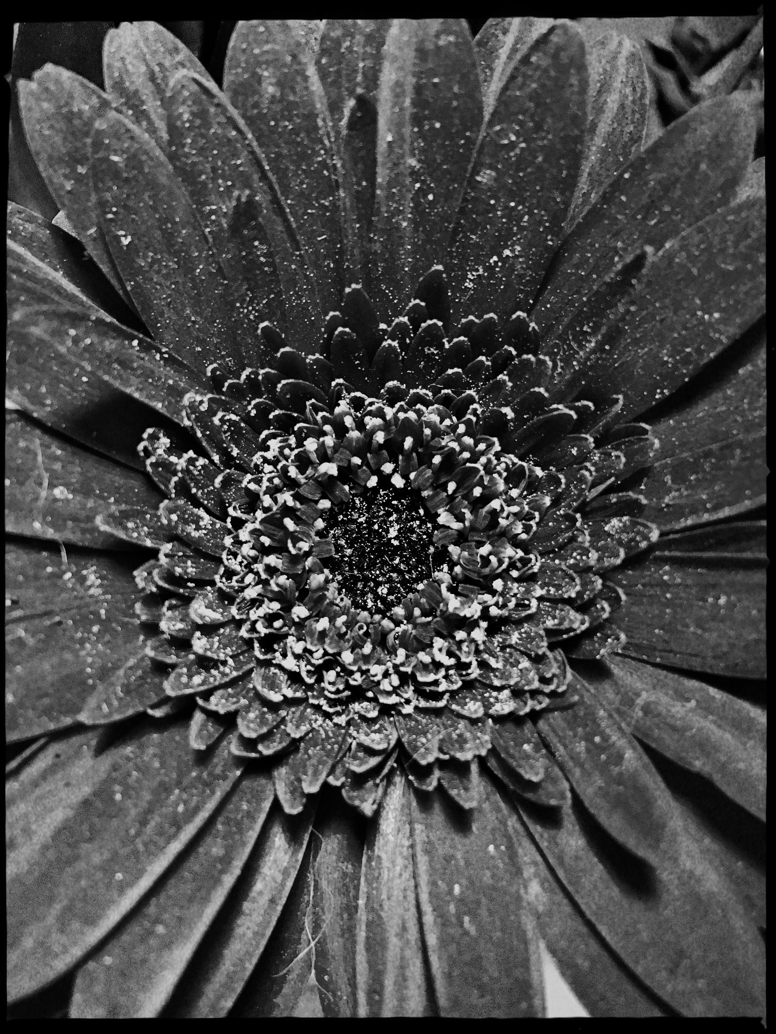 Hipstamatic 330 sample photo. Have you seen a flower like a dog? haz visto una f ... photography