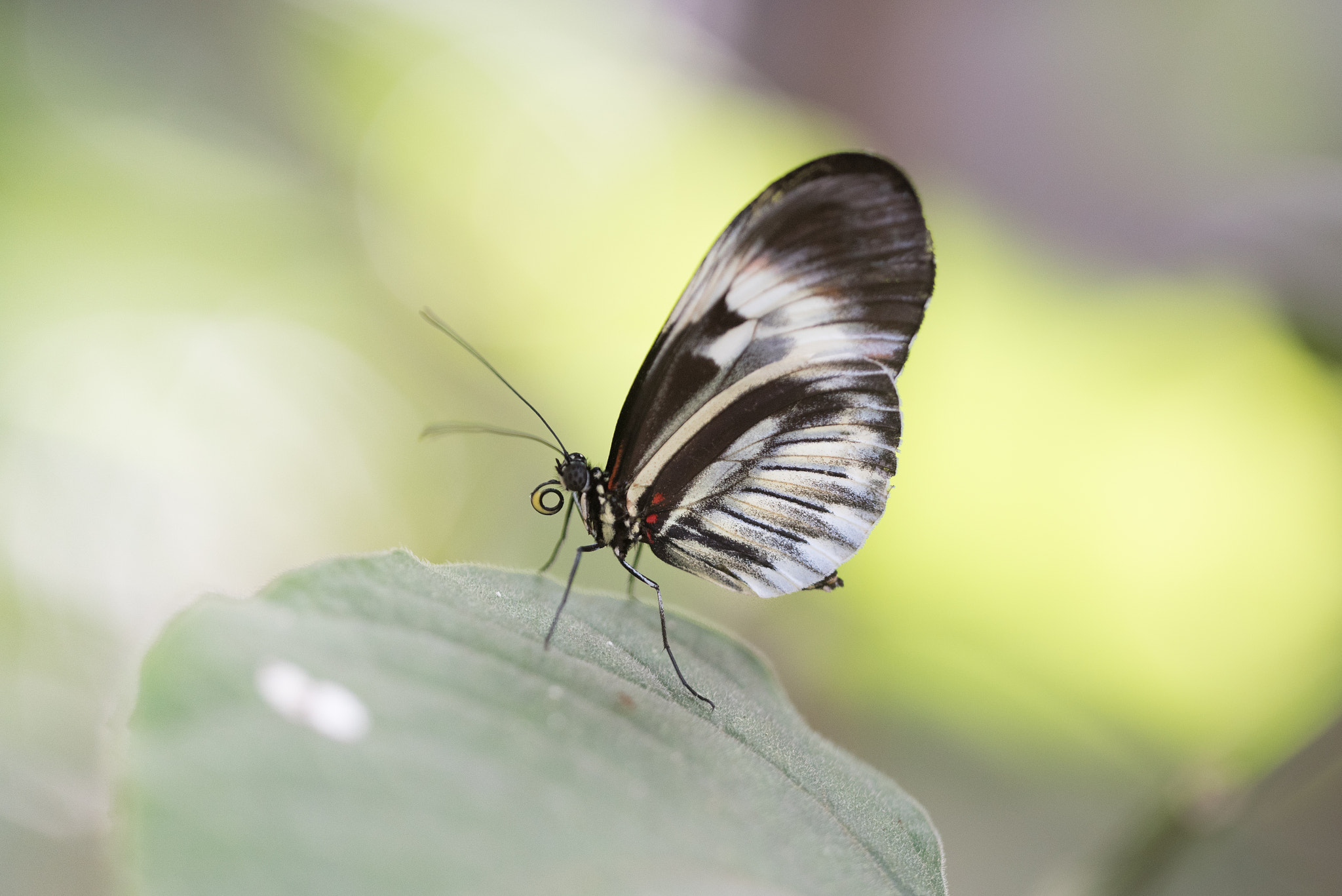 Sigma 150mm F2.8 EX DG OS Macro HSM sample photo. Heliconius butterfly photography