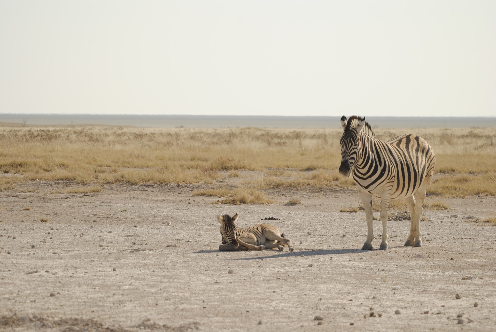 Nikon D3000 + Sigma 50-500mm F4-6.3 EX APO RF HSM sample photo. Zebra and fowl photography