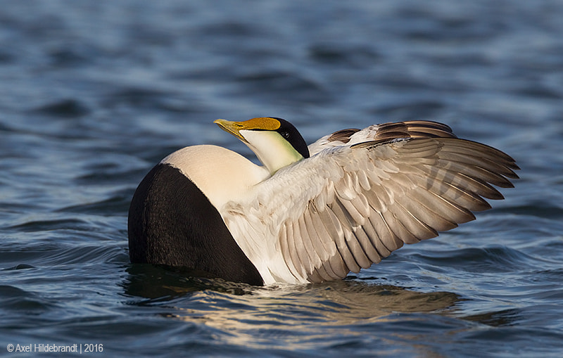Canon EF 500mm F4L IS USM sample photo. Flapping eider photography