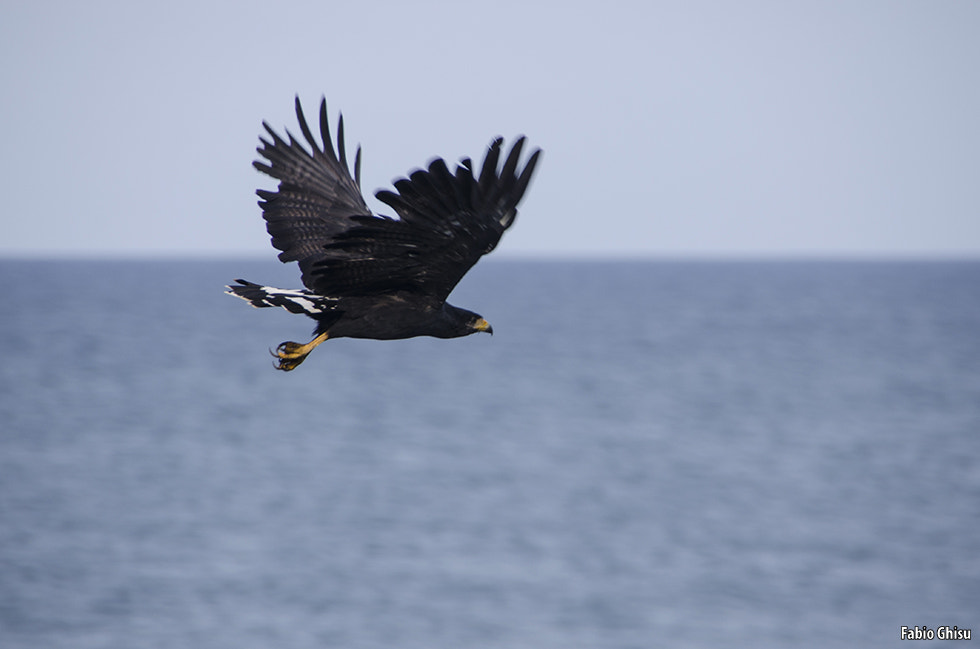 Nikon D5100 + Sigma 18-250mm F3.5-6.3 DC OS HSM sample photo. Common black hawk photography