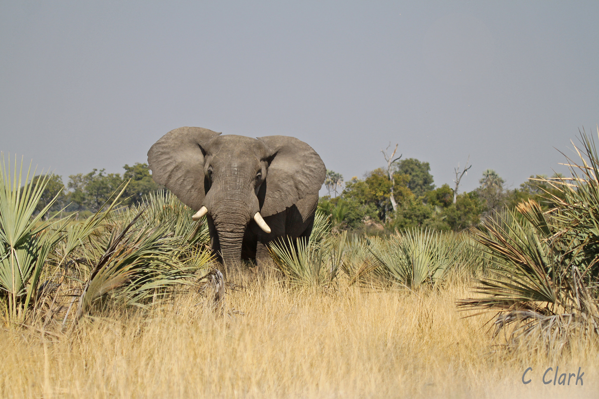 Canon EOS 500D (EOS Rebel T1i / EOS Kiss X3) sample photo. Elephant,okavango delta, botswana photography