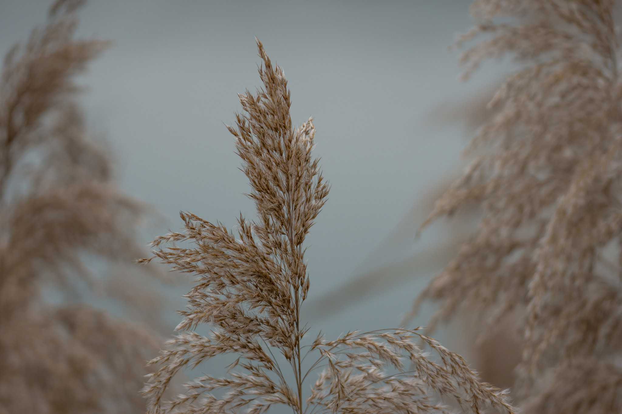 Sony a6000 + Sony FE 90mm F2.8 Macro G OSS sample photo. Reeds photography
