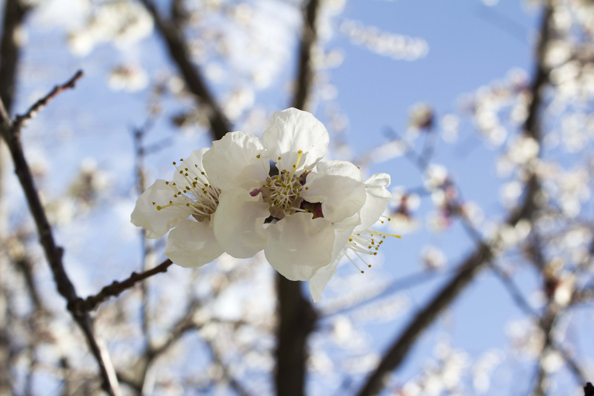 Canon EOS 600D (Rebel EOS T3i / EOS Kiss X5) sample photo. Apricot blossom photography