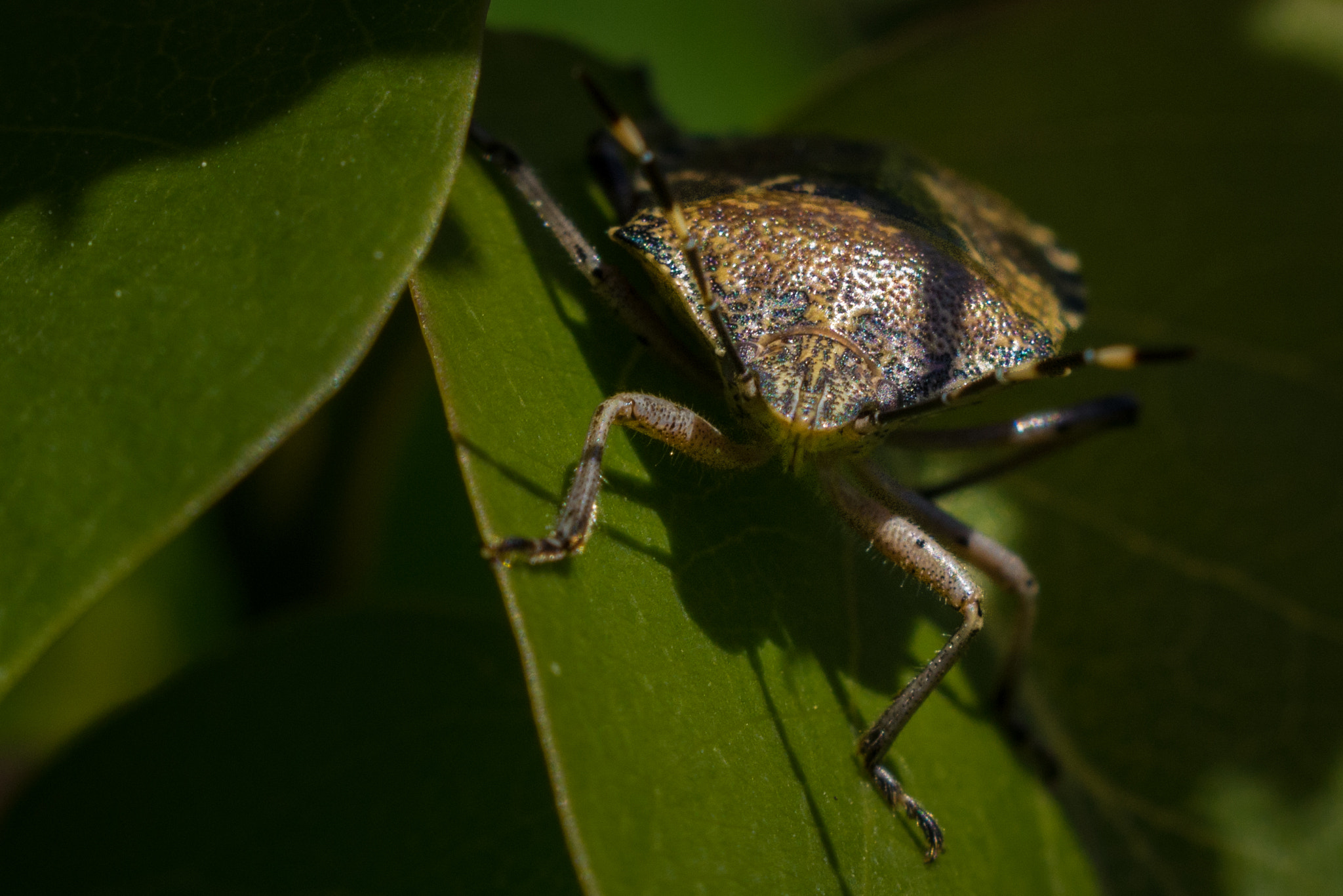 Canon EOS 700D (EOS Rebel T5i / EOS Kiss X7i) + Sigma 55-200mm f/4-5.6 DC sample photo. In the shade photography