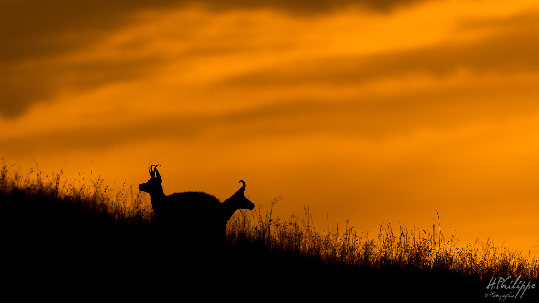 Nikon AF-S Nikkor 500mm F4G ED VR sample photo. Incroyable rencontre :) photography