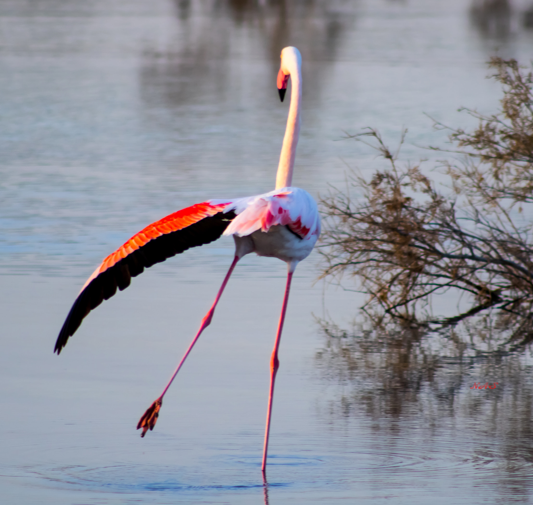 Canon EOS 750D (EOS Rebel T6i / EOS Kiss X8i) + EF75-300mm f/4-5.6 sample photo. Flamingo photography