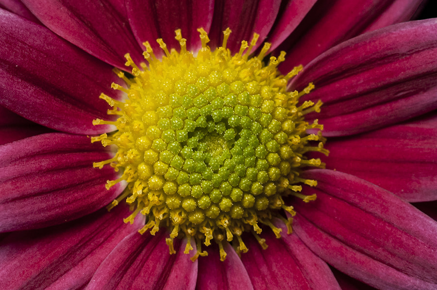 Nikon AF-S Micro-Nikkor 105mm F2.8G IF-ED VR sample photo. Flowers in the dark photography