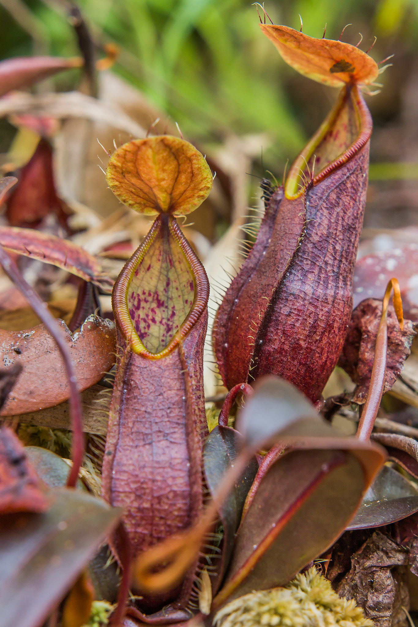 Canon EOS 60D + Sigma 18-35mm f/1.8 DC HSM sample photo. "fringed pitcher-plant" photography