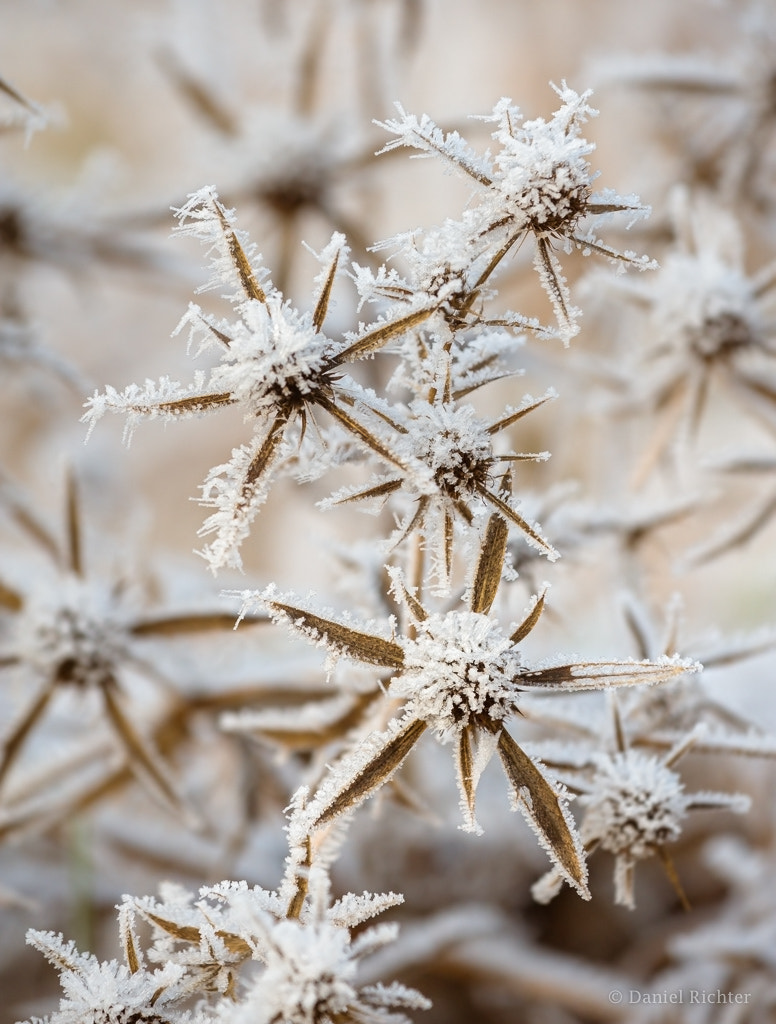 Nikon AF-S Nikkor 70-200mm F4G ED VR sample photo. Frost photography