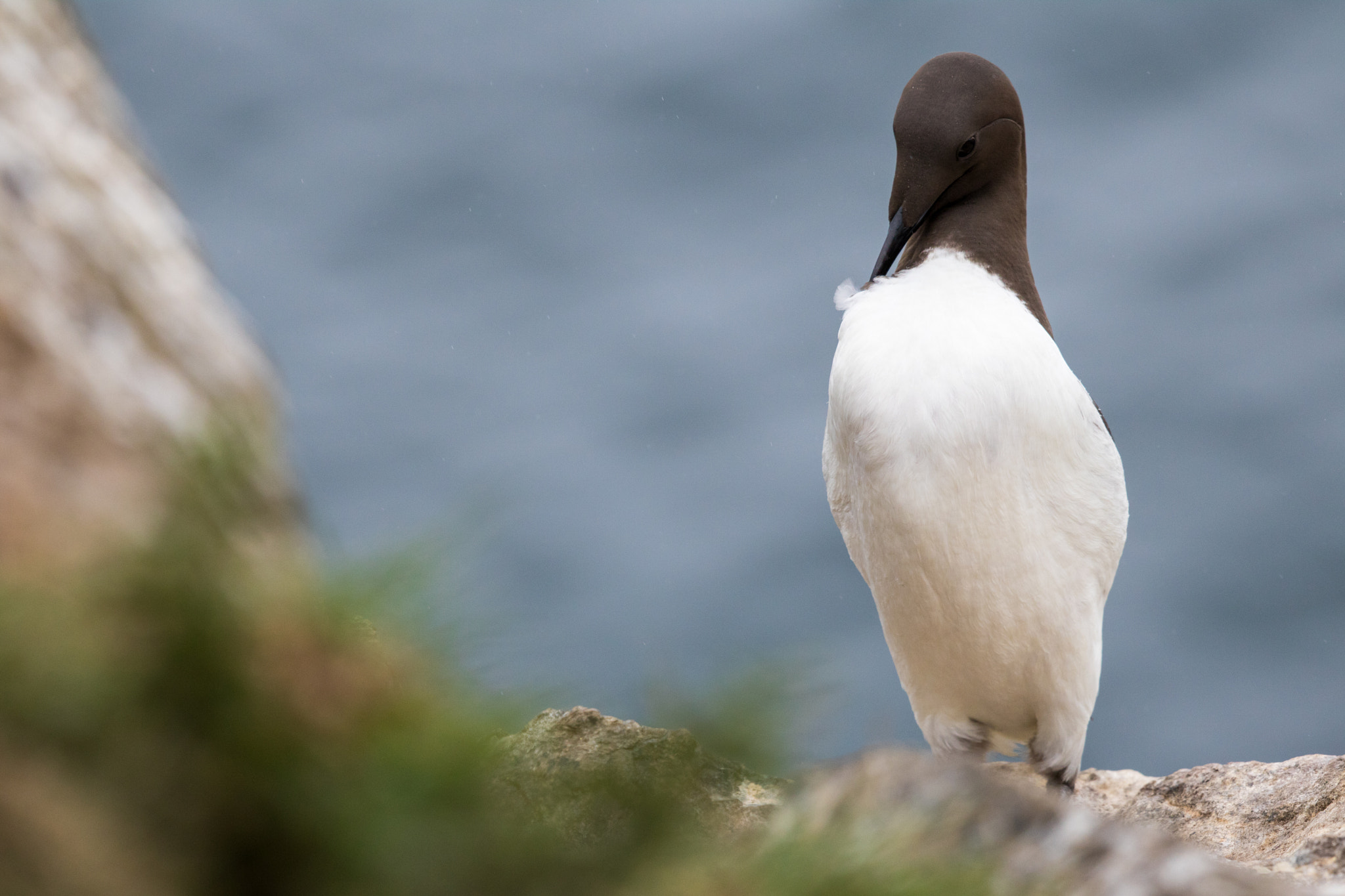 Canon EOS 760D (EOS Rebel T6s / EOS 8000D) + Canon EF 500mm F4L IS II USM sample photo. Guillemot preening photography