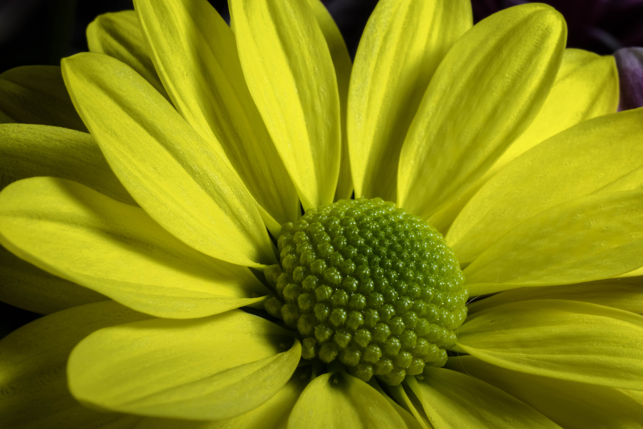 Pentax K-1 + smc PENTAX-FA Macro 50mm F2.8 sample photo. Yellow daisy photography