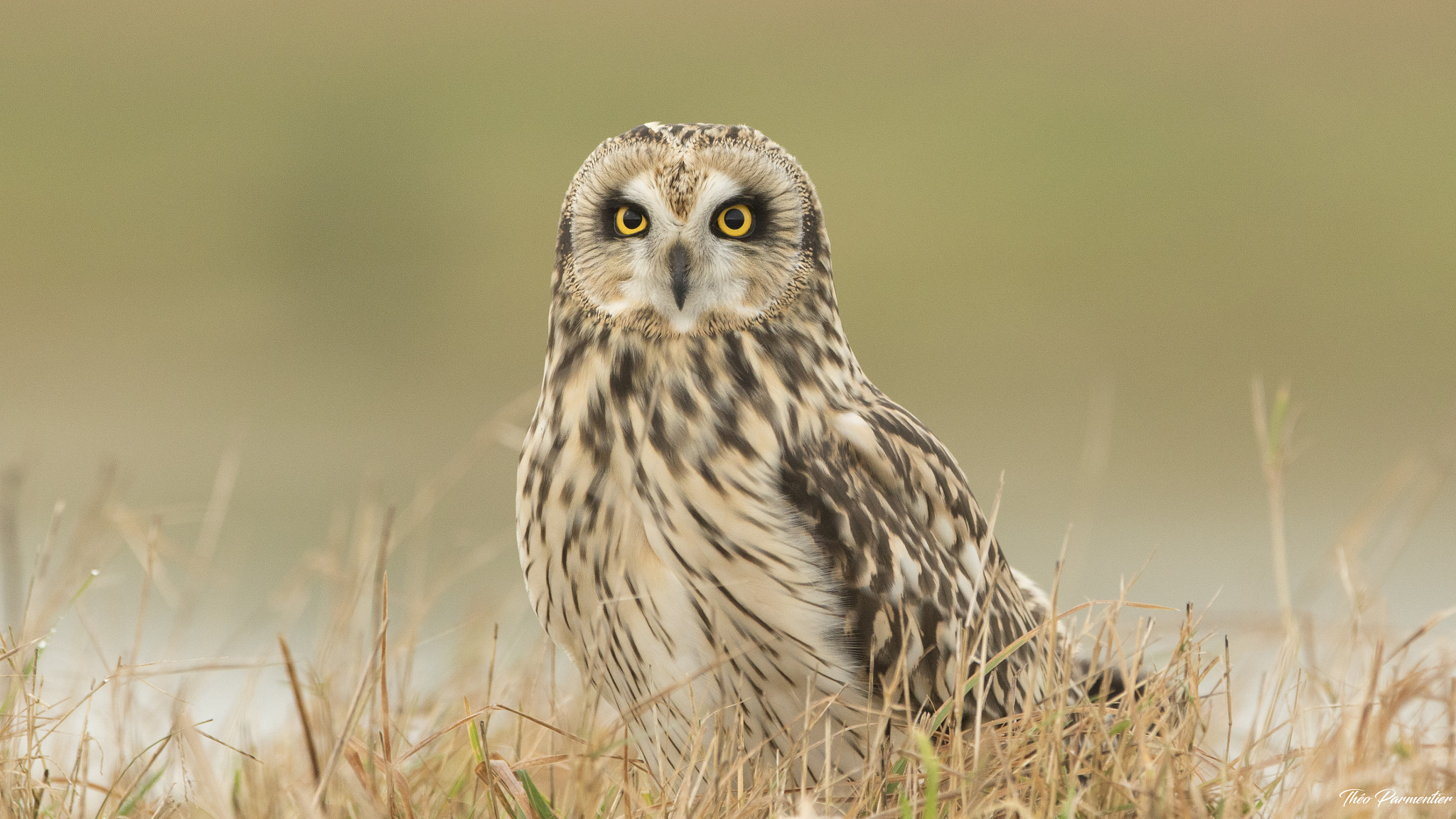 Canon EOS 7D Mark II + Canon EF 300mm F2.8L IS USM sample photo. Short eared owl / hibou des marais photography