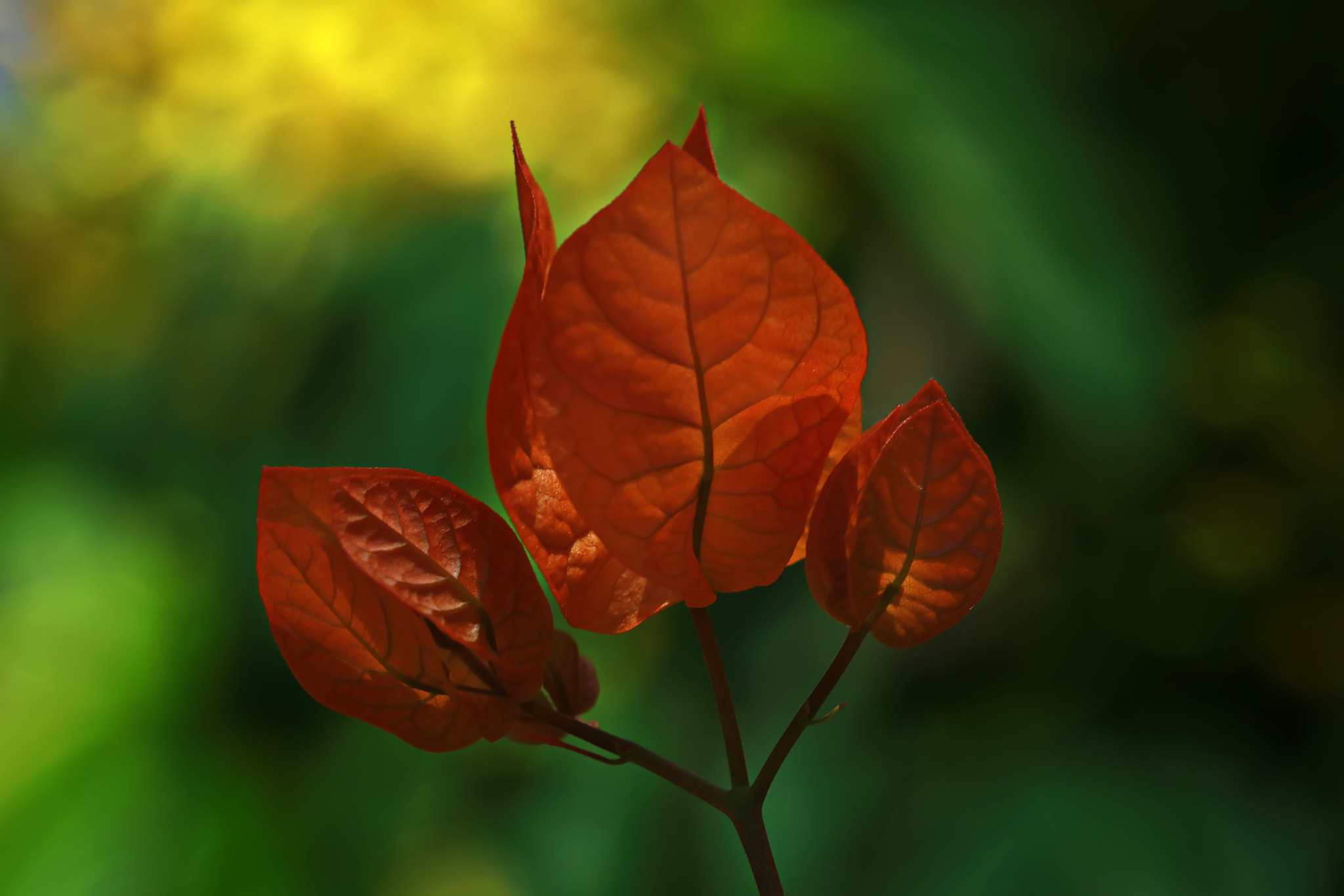 Canon EF 100mm F2.8 Macro USM sample photo. Bougainvillea orange photography