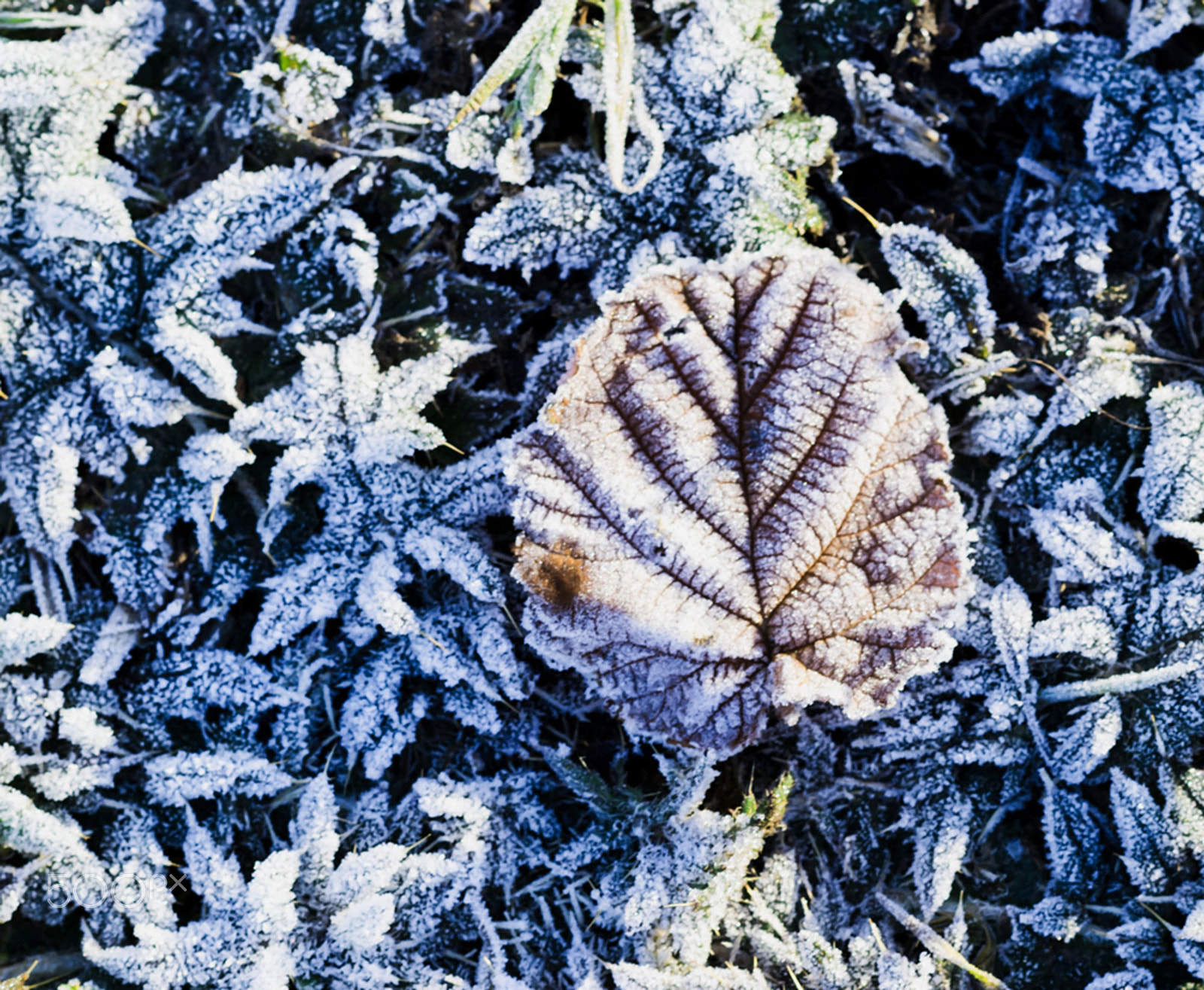 Nikon D5500 + Nikon AF-S Nikkor 85mm F1.8G sample photo. Frozen leaves photography