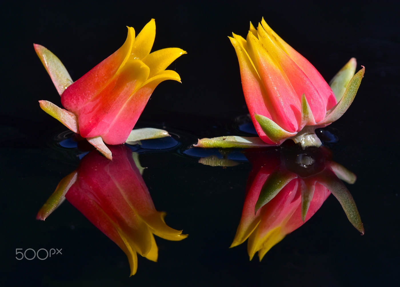 Nikon D7200 sample photo. Flower reflection photography