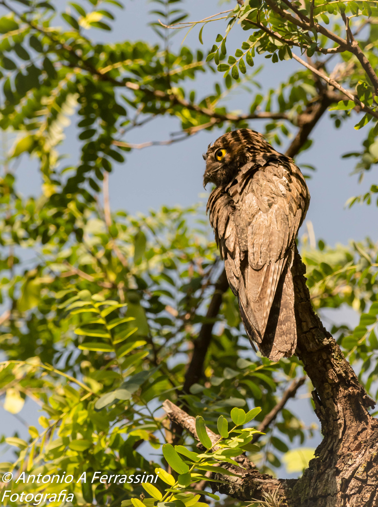 Nikon D610 + Nikon AF-S Nikkor 300mm F4D ED-IF sample photo. Urutau photography