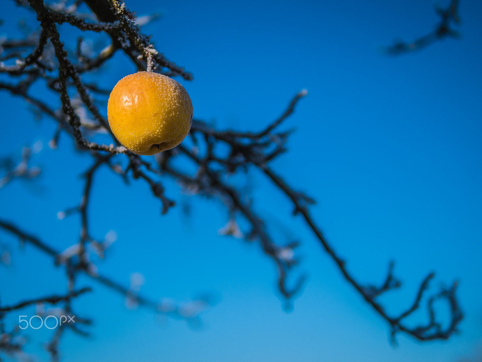 Panasonic Lumix DMC-GX8 + Panasonic Leica DG Summilux 25mm F1.4 II ASPH sample photo. Frozen apple photography