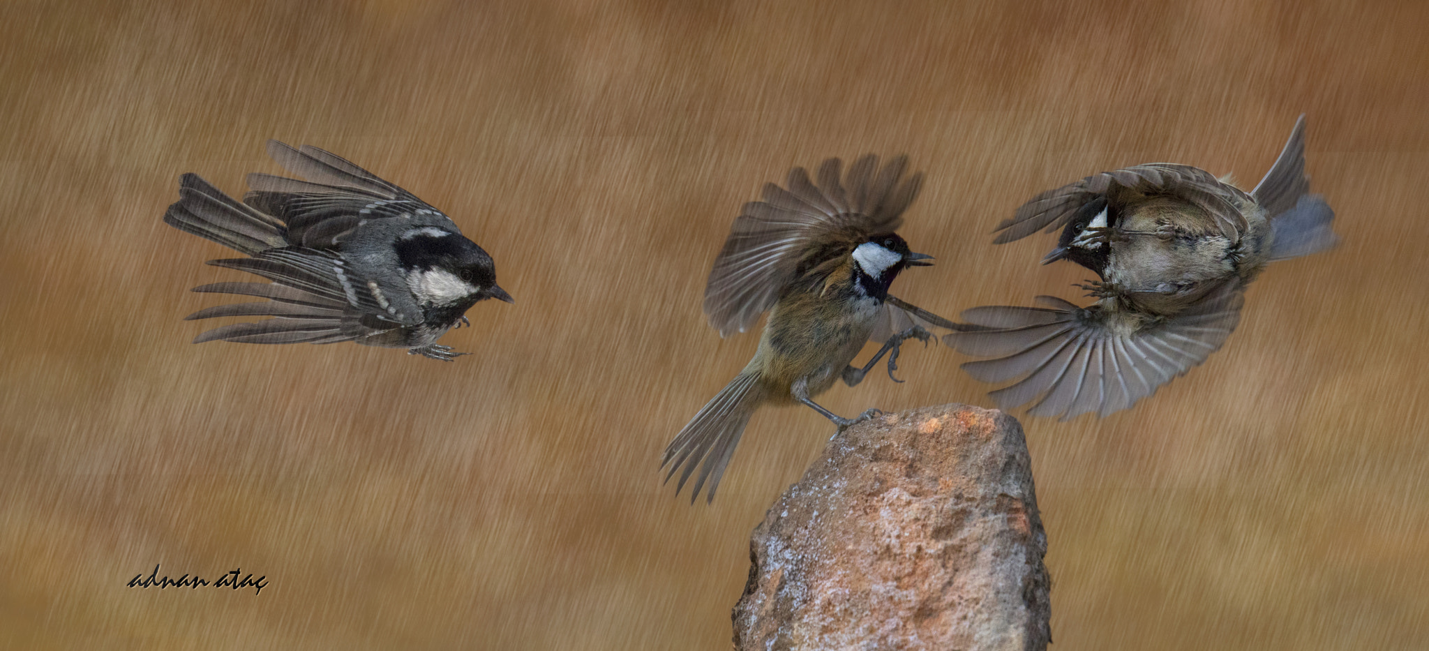 Sigma 150-600mm F5-6.3 DG OS HSM | S sample photo. Çam baştankarası - periparus ater - coal tit photography
