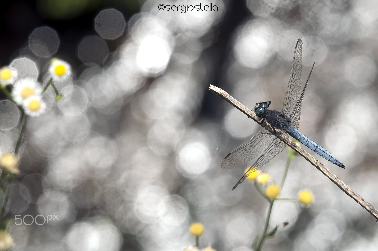 Nikon D90 + Sigma 150mm F2.8 EX DG Macro HSM sample photo. Bokeh__________ photography