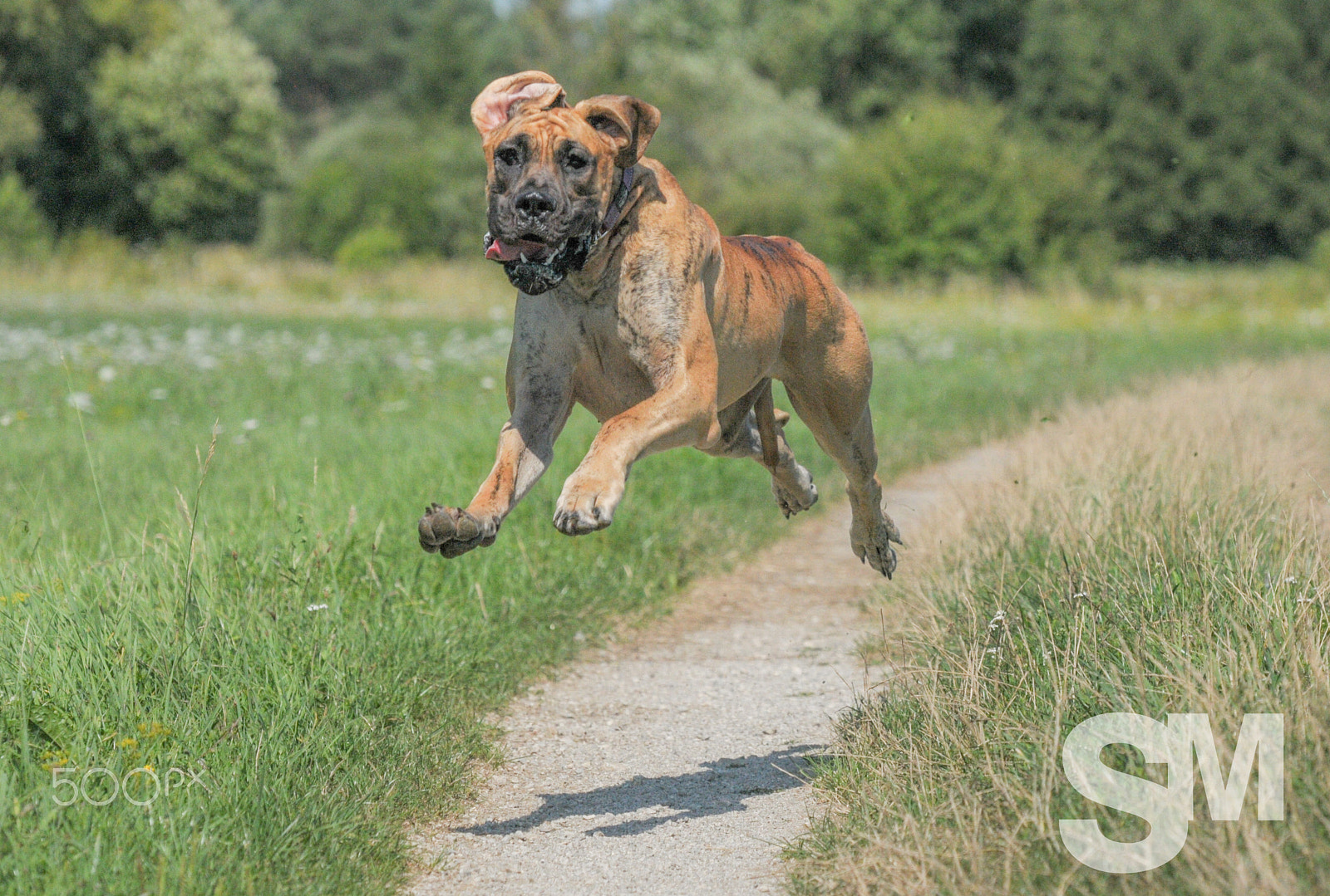 Nikon D300S sample photo. Flying dane photography
