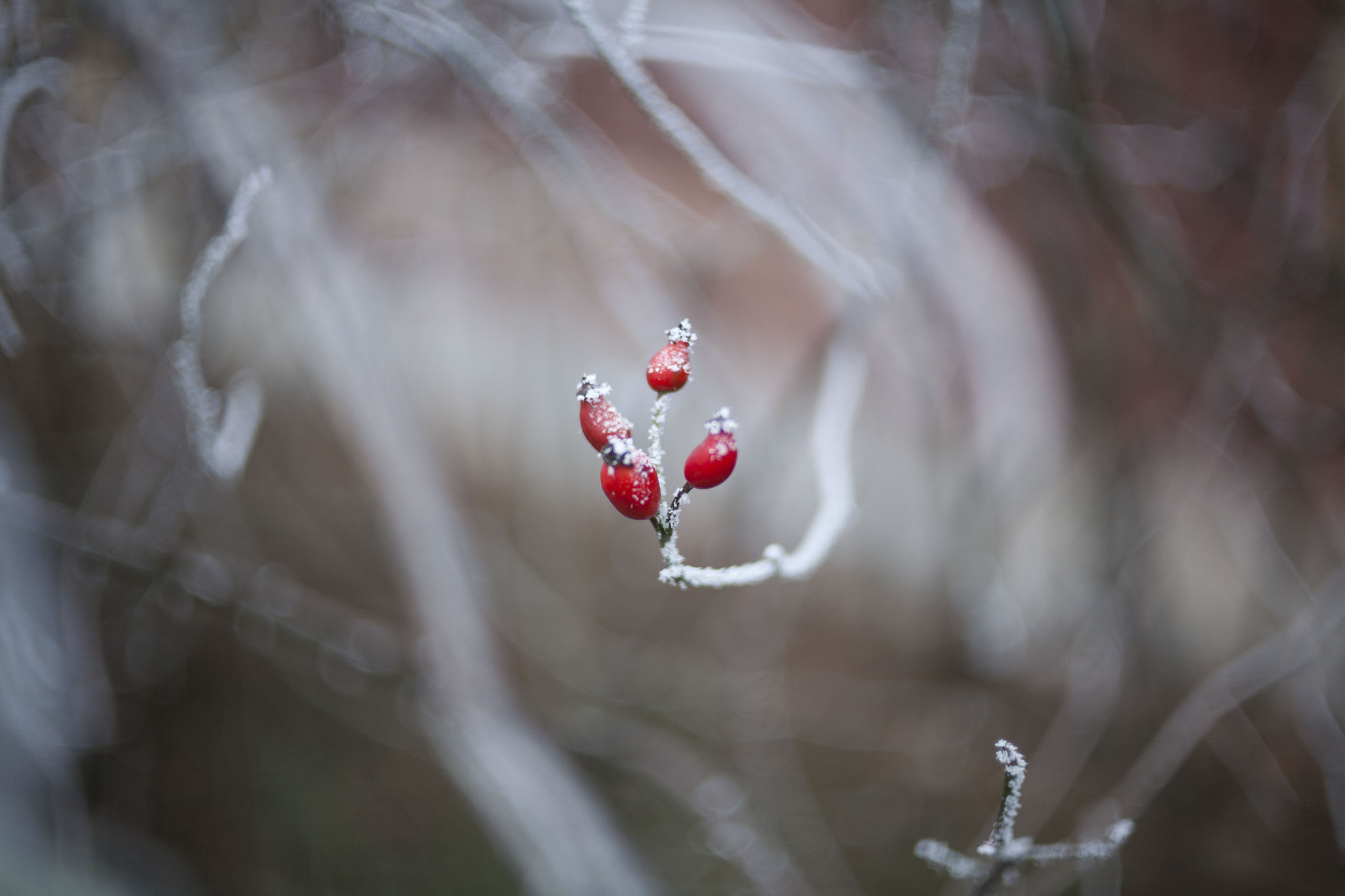 Canon EF 35-80mm f/4-5.6 sample photo. Winter berries photography
