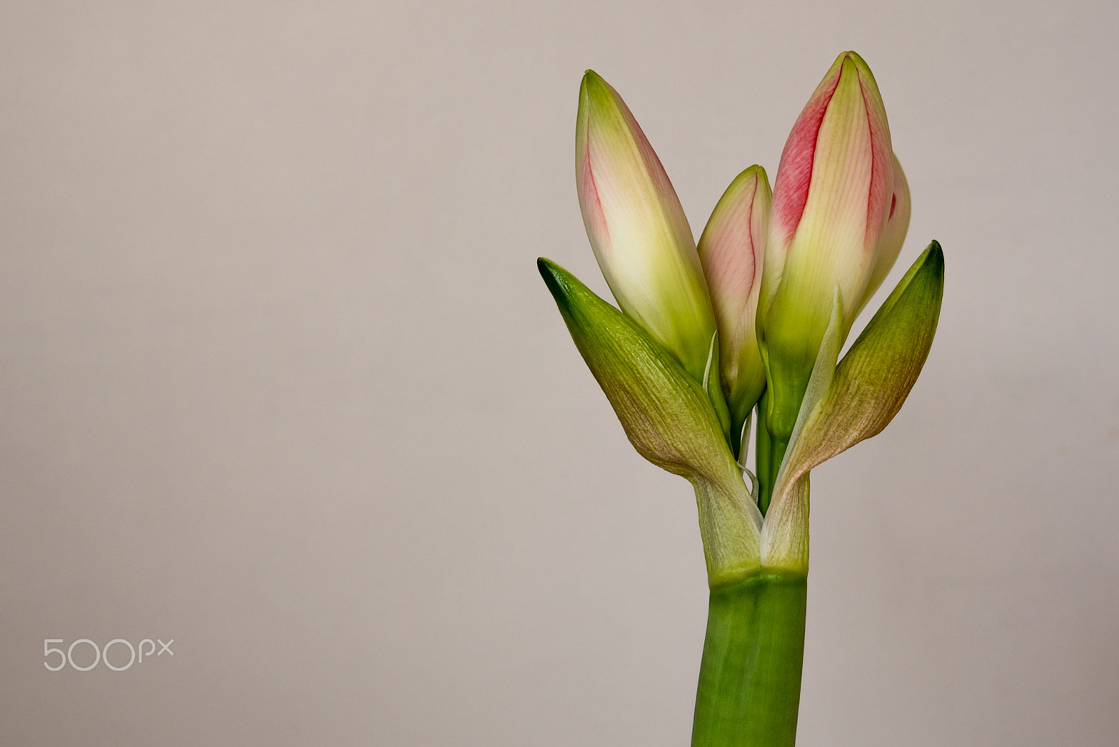 Panasonic DMC-G81 + Olympus M.Zuiko Digital 45mm F1.8 sample photo. Portrait of baroness amaryllis photography