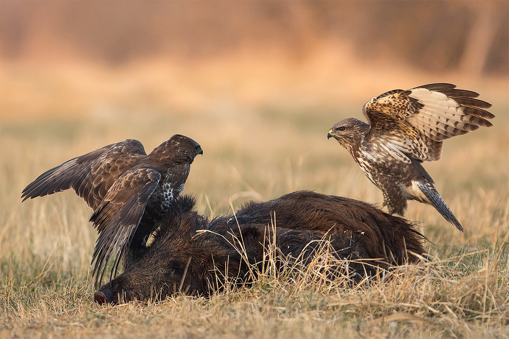 Canon EF 300mm F2.8L IS USM sample photo. Twice photography