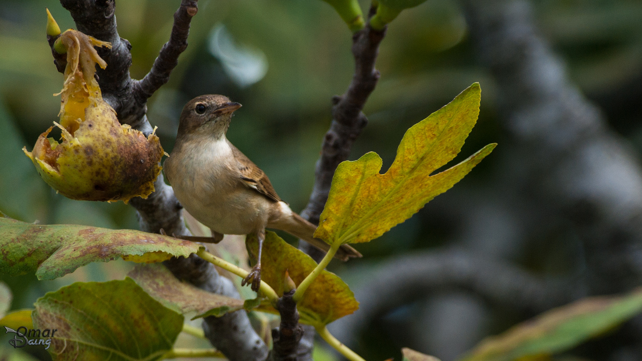 Pentax K10D sample photo. Sylvia communis - akgerdanlı ötleğen - common whitethroat photography