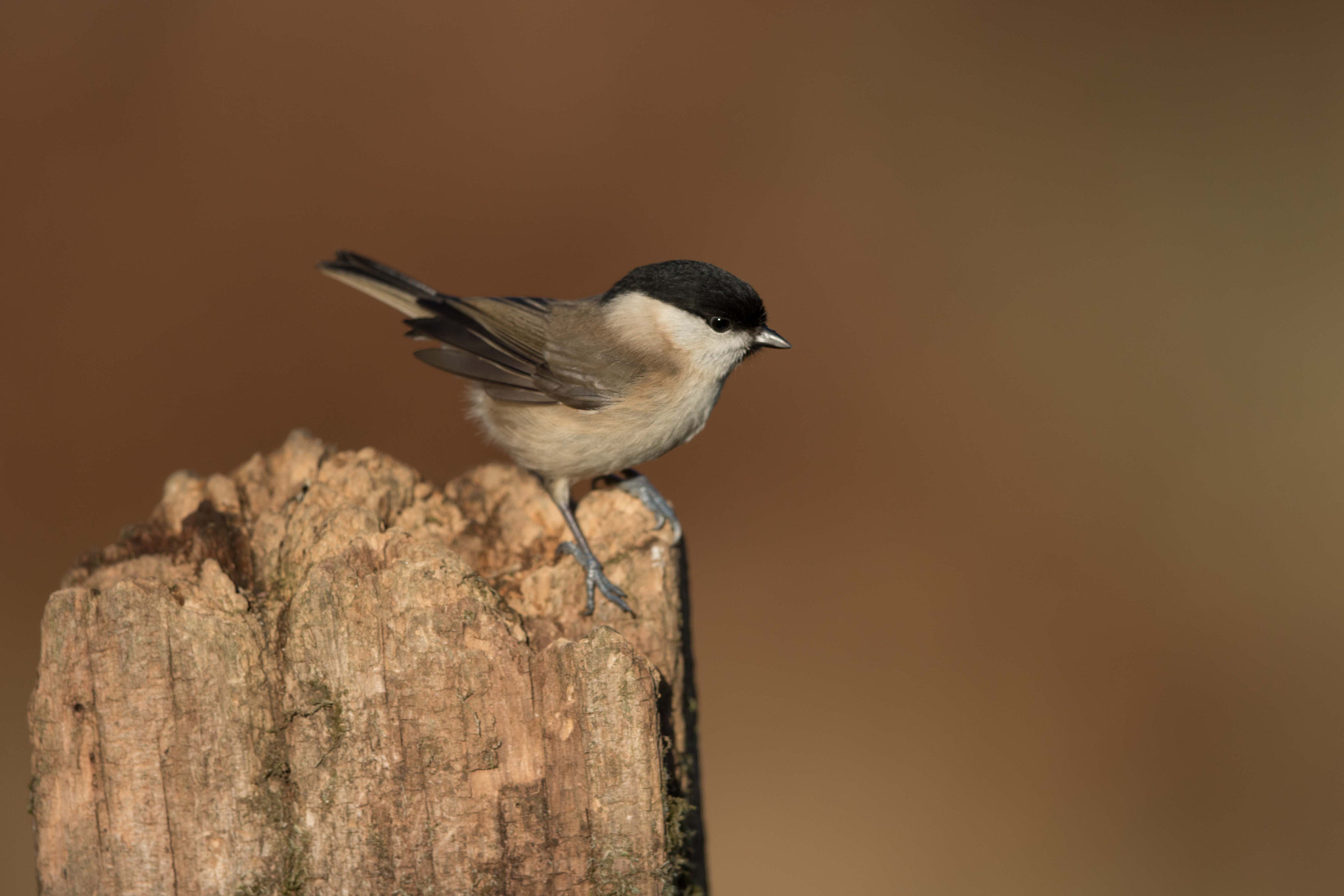 Canon EF 500mm F4L IS II USM sample photo. Marsh tit photography