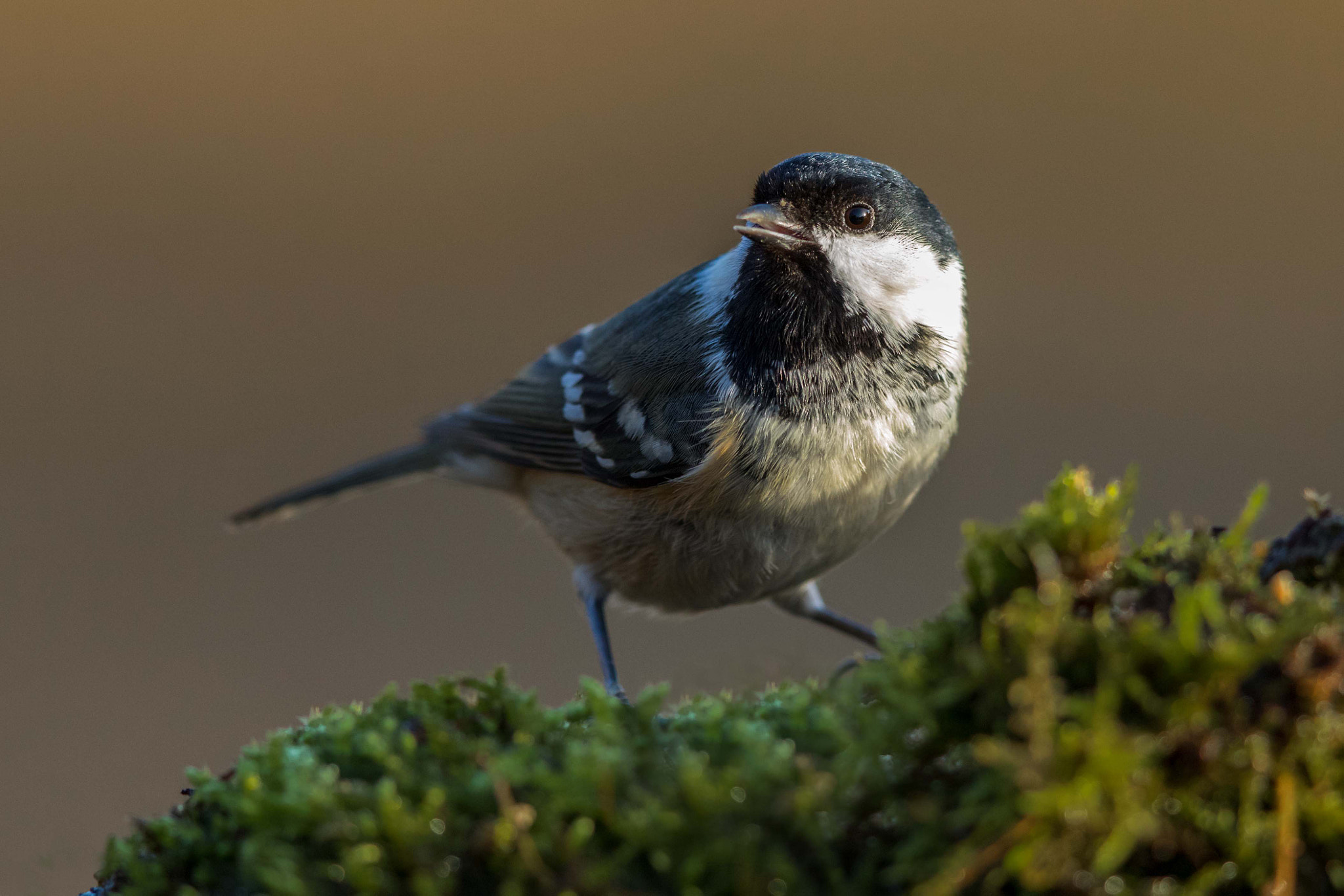 Canon EF 500mm F4L IS II USM sample photo. Coal tit photography