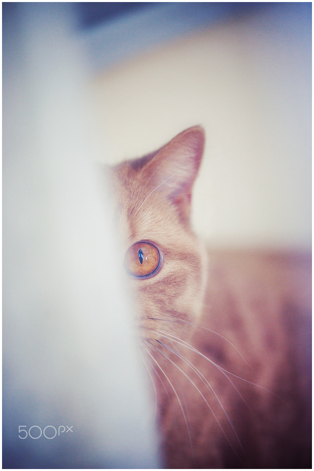 Sigma 105mm F2.8 EX DG OS HSM sample photo. Spotted photography