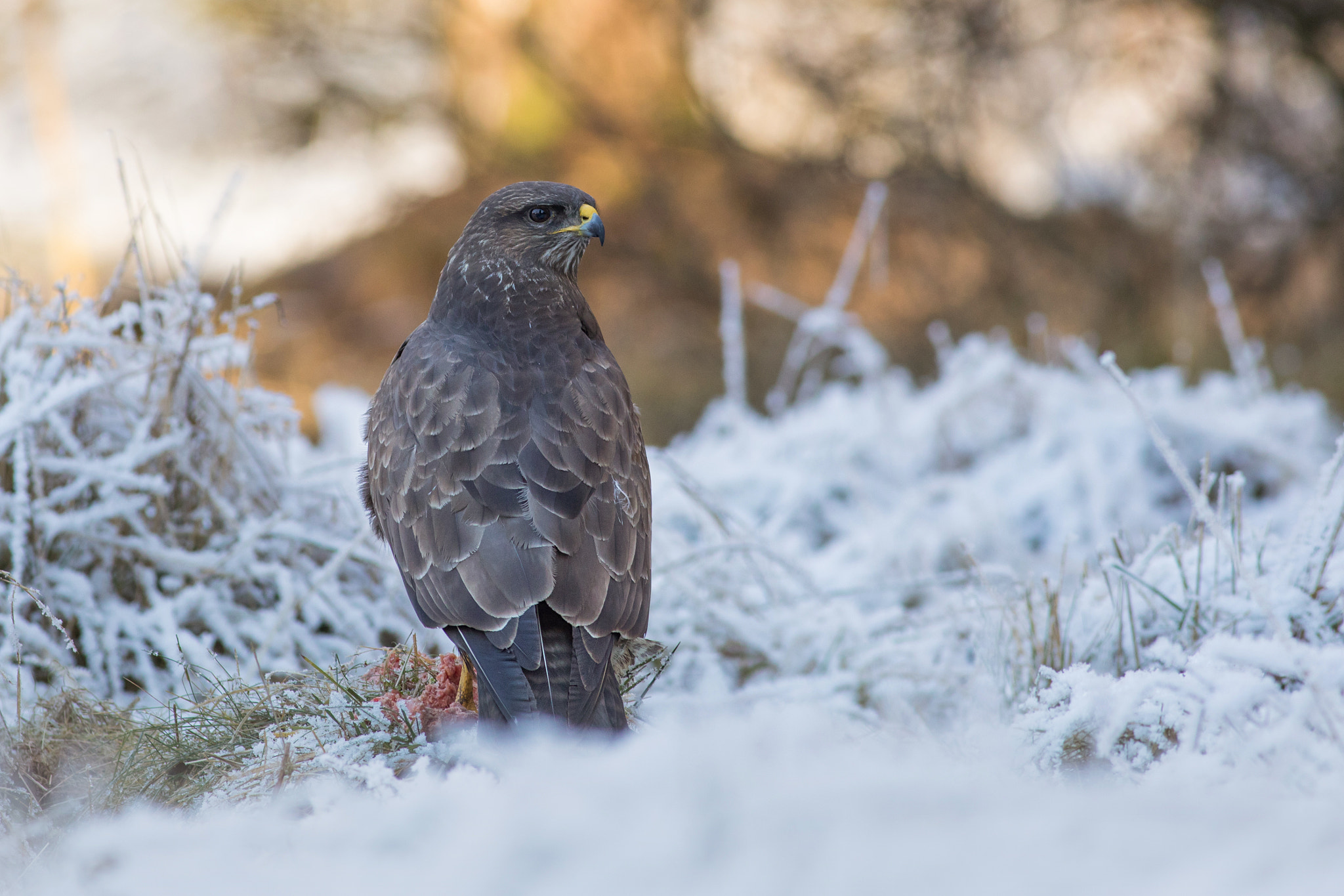 Canon EF 400mm F5.6L USM sample photo. Káně lesní (buteo buteo) photography