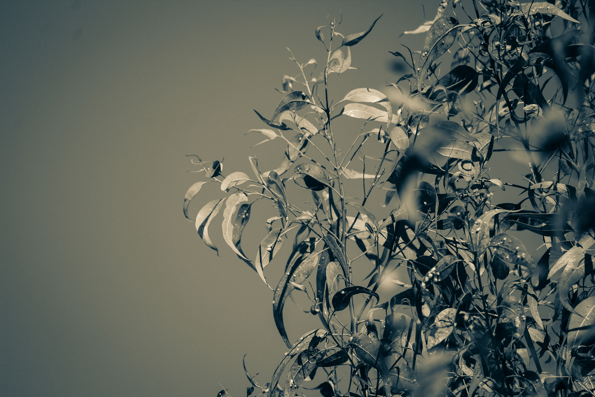 Canon EF-S 55-250mm F4-5.6 IS STM sample photo. Winter nature photography